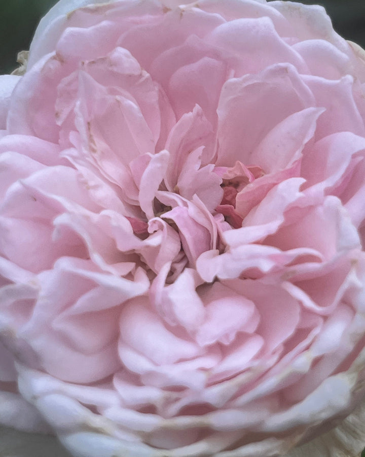 Sweet Frances