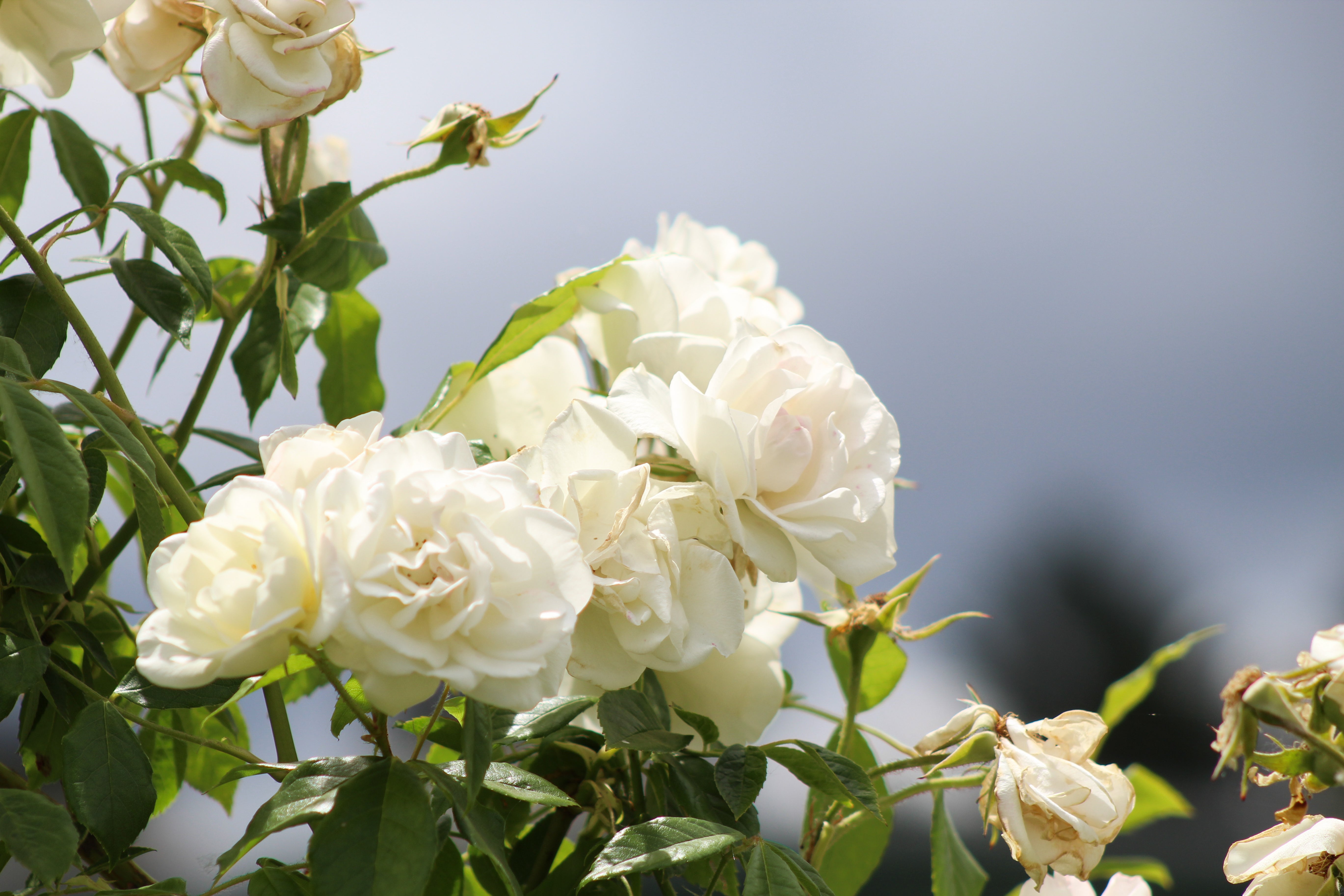 Antique Rose Emporium Iceberg - Thumbnail 3
