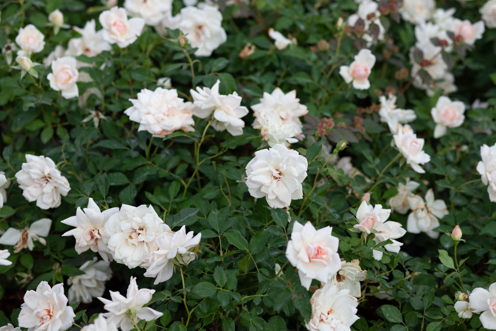 Icecap rose