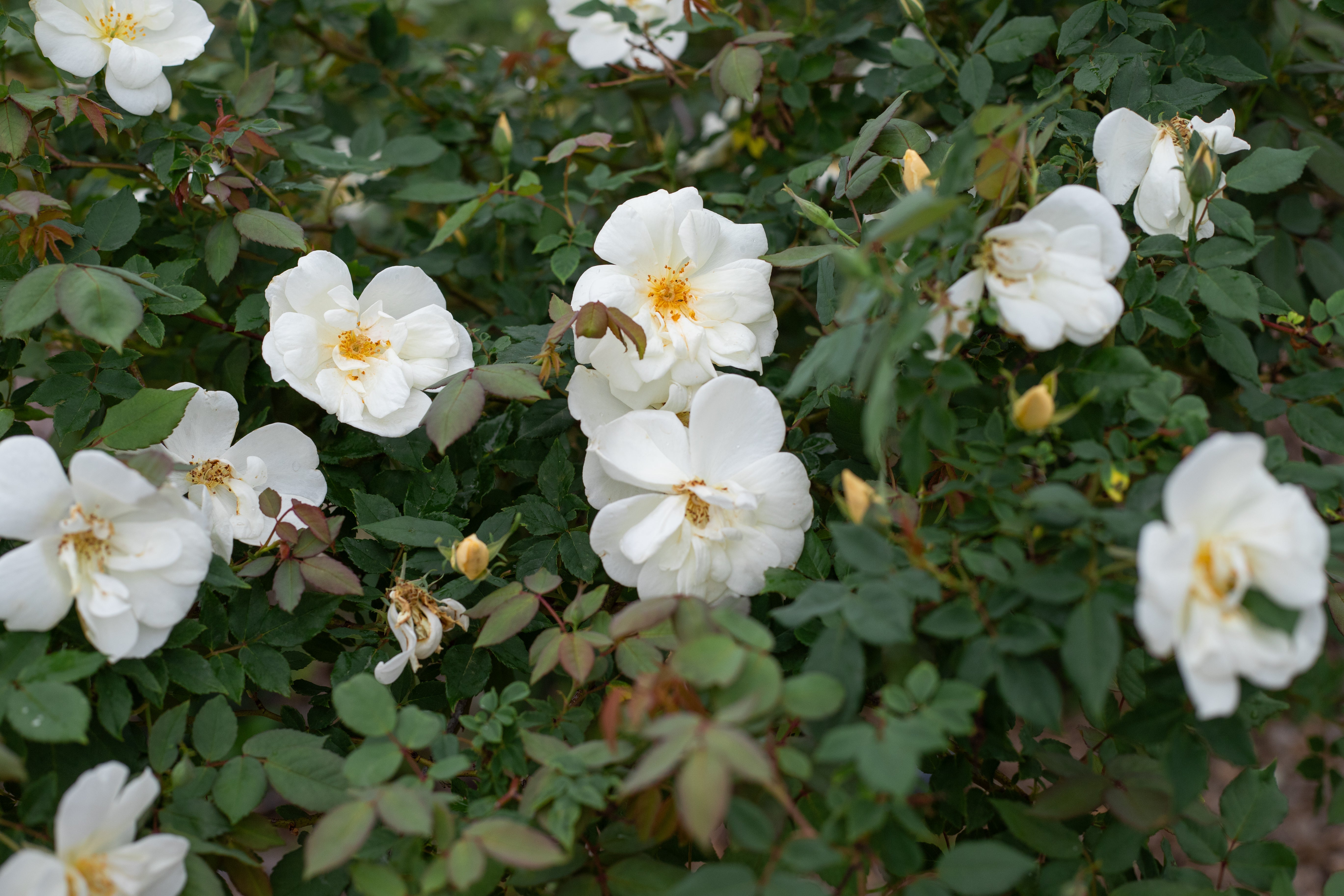 Independence Musk – Antique Rose Emporium