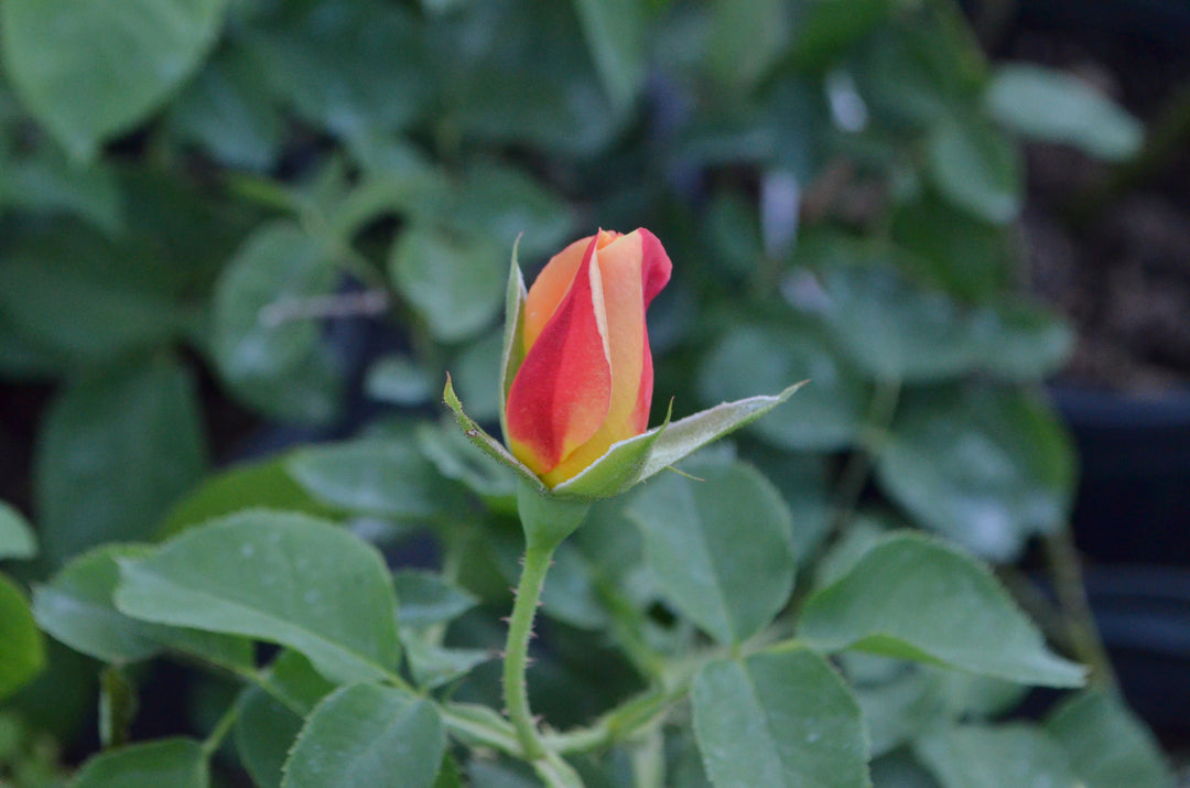 Joseph's Coat, climber