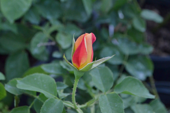 Joseph's Coat, climber