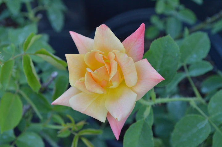 Joseph's Coat, climber