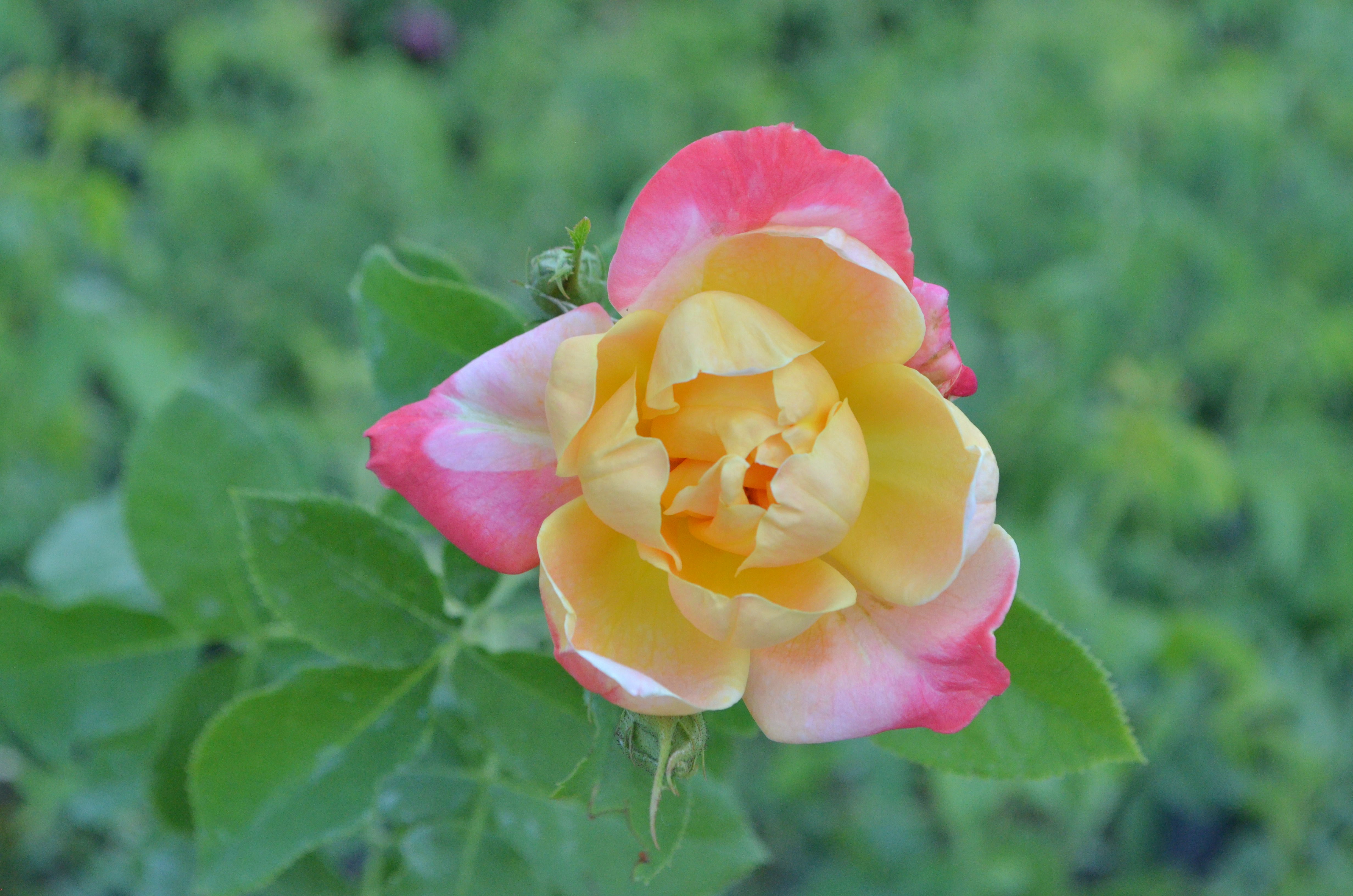 Antique Rose Emporium Joseph's Coat Climber - Thumbnail 2