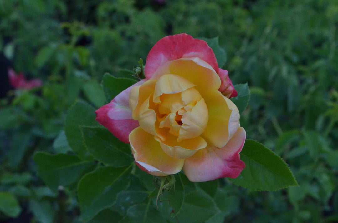 Joseph's Coat, climber