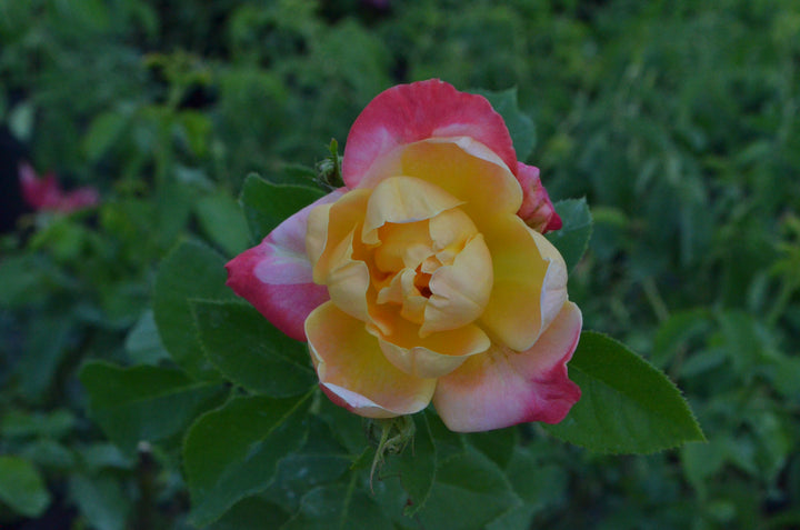 Joseph's Coat, climber