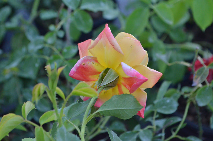 Joseph's Coat, climber