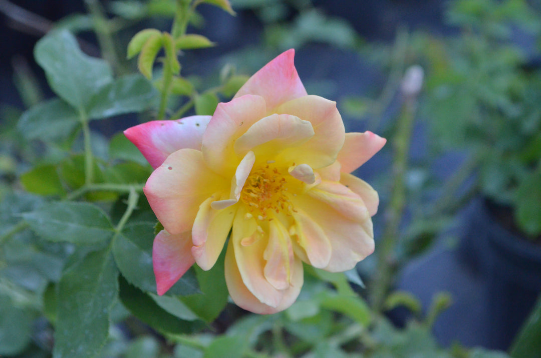 Joseph's Coat, climber