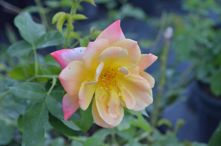 Joseph's Coat, climber