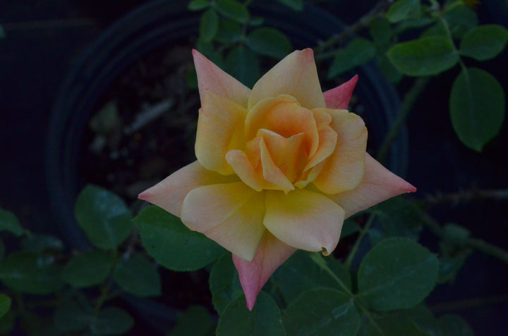 Joseph's Coat, climber