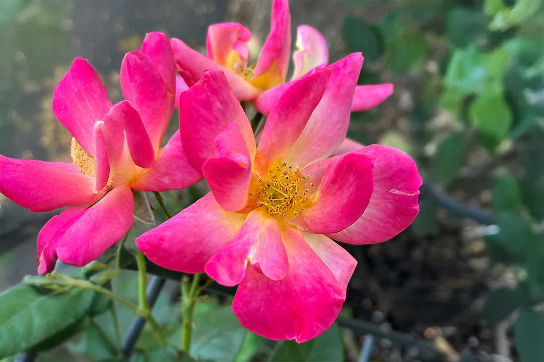 Antique Rose Emporium Joseph's Coat Climber - Thumbnail 4