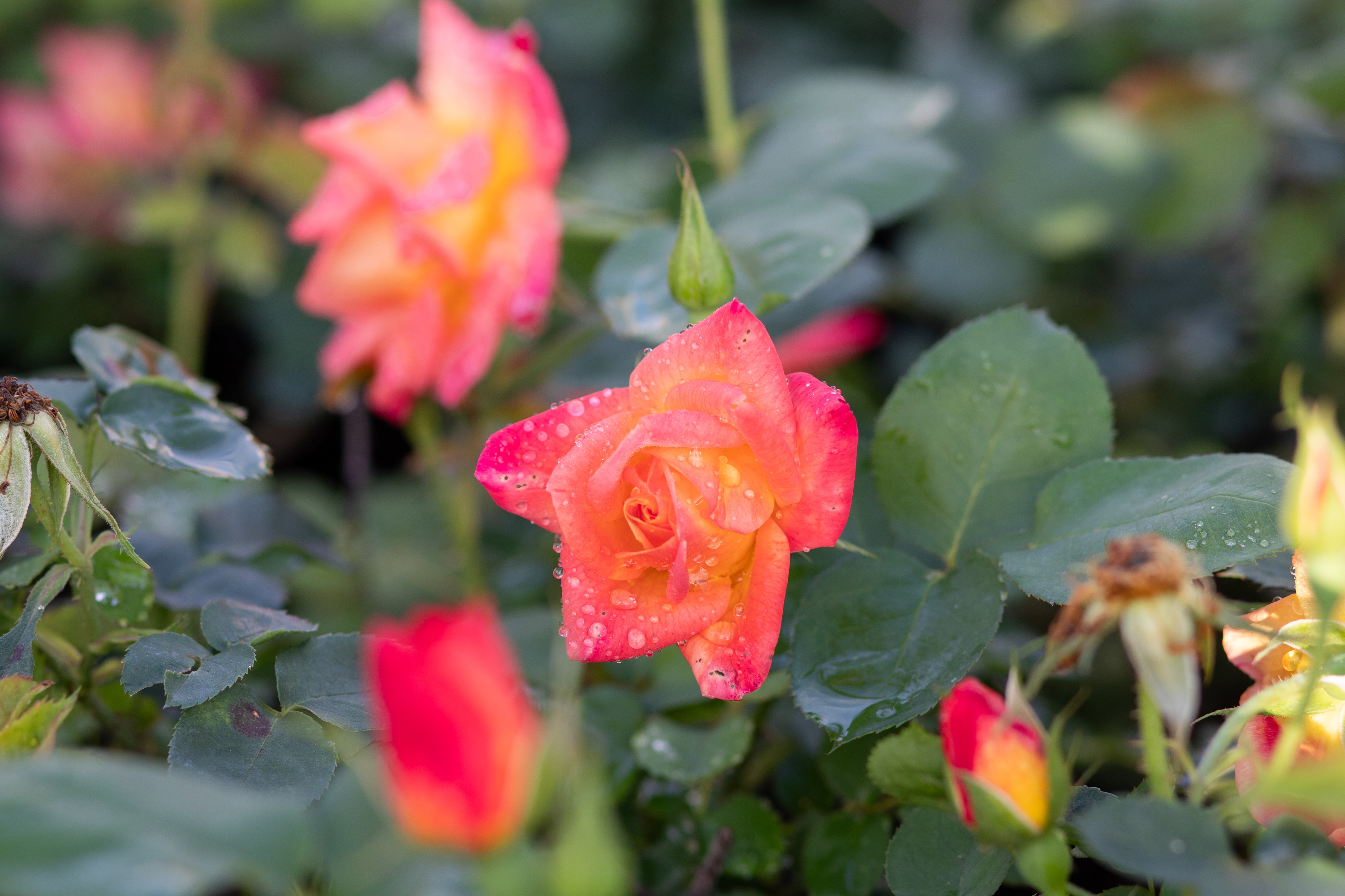 Antique Rose Emporium Joseph's Coat Climber - Thumbnail 5