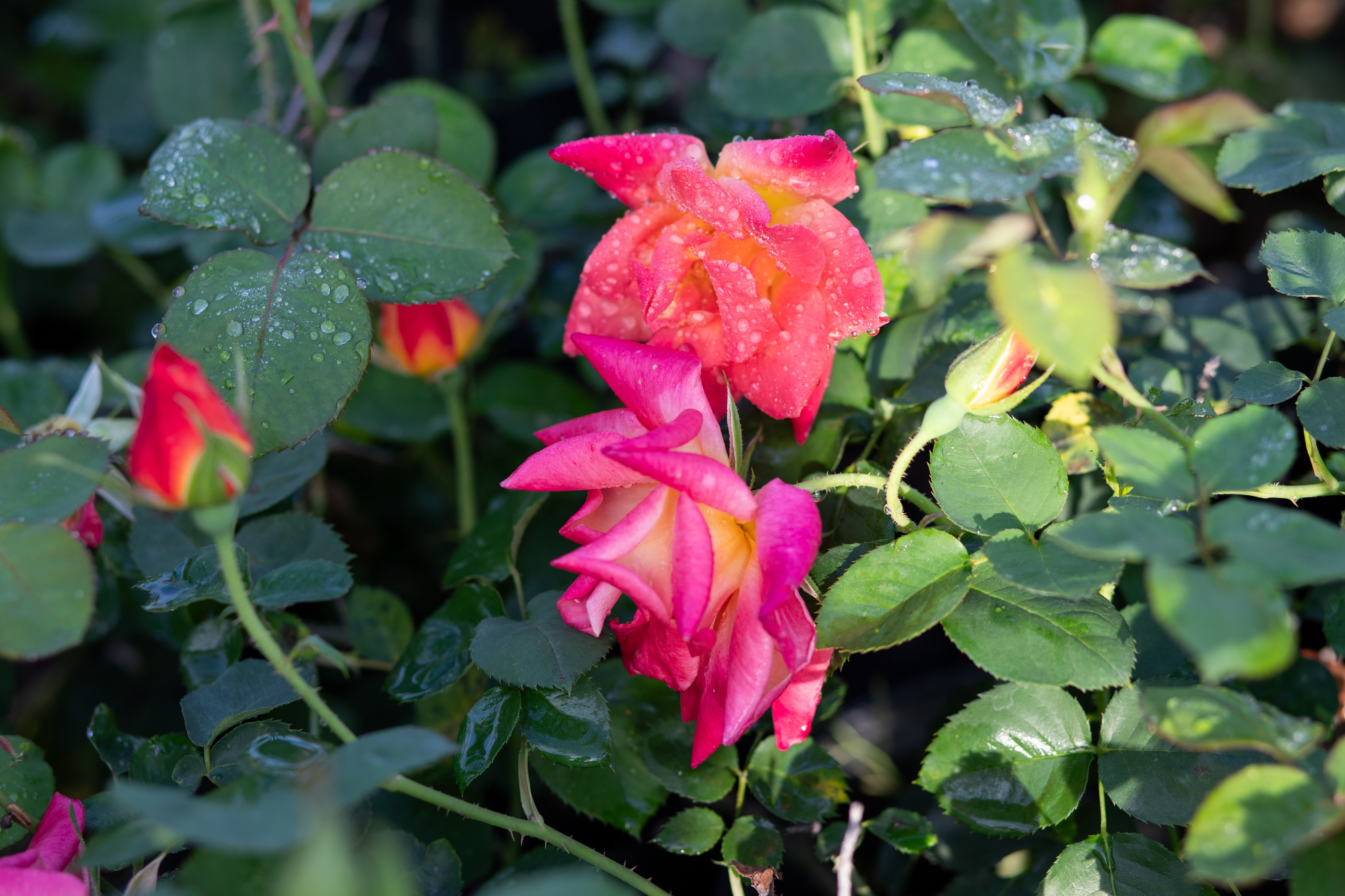Antique Rose Emporium Joseph's Coat Climber - Thumbnail 3