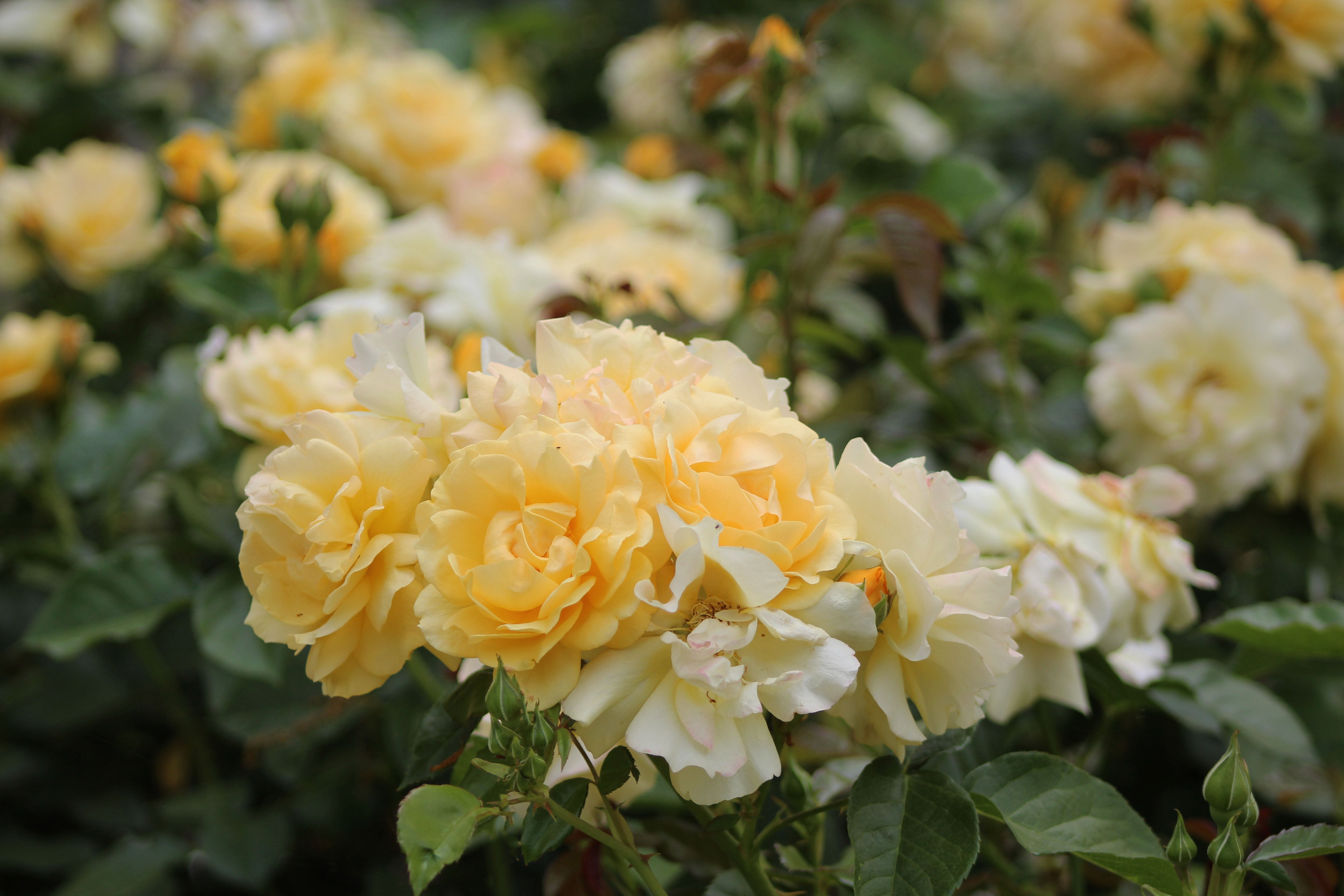 Antique Rose Emporium Julia Child Rose - Thumbnail 3