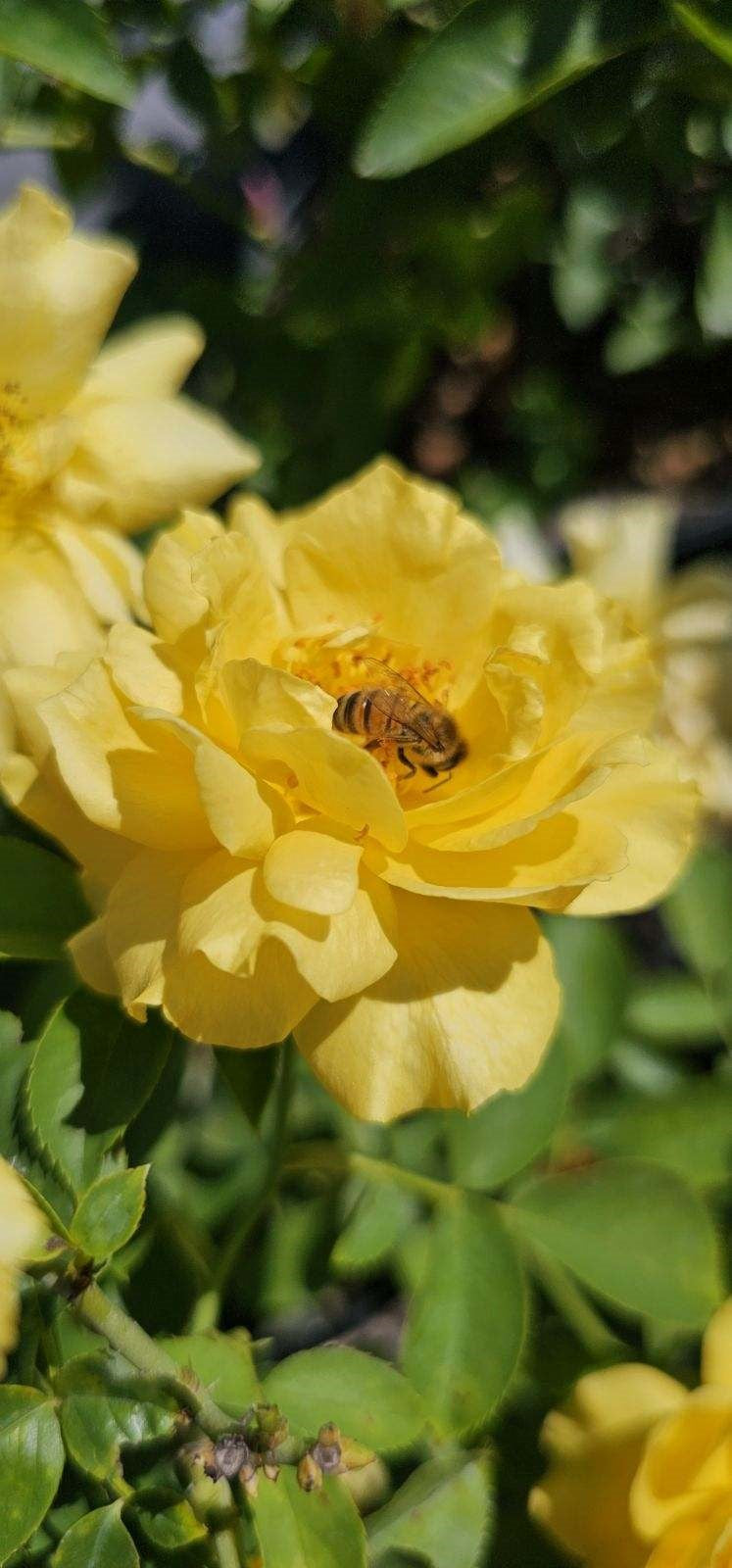 Antique Rose Emporium Julia Child Rose - Thumbnail 5