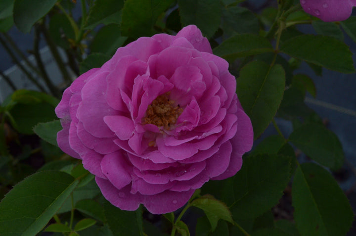 Single blooming pink rose called La Rein.