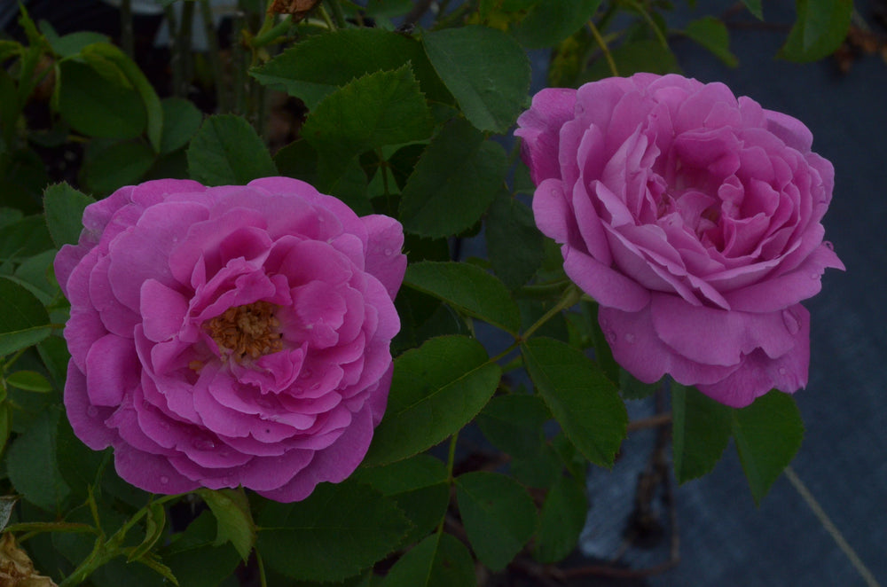 Two blooming pink roses with rich green foliage. Rose is called La Reine