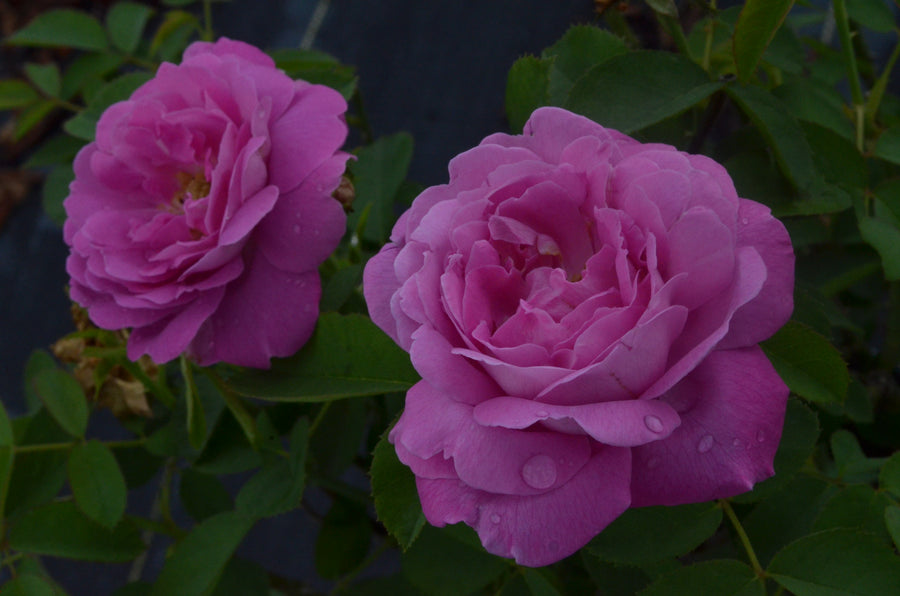 two pink roses called La Reine