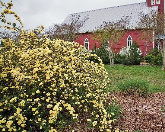 True Antique Rose Bundle (Climber Included)