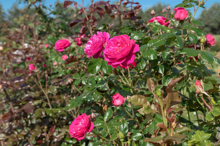 Pink roses on a bush with green leaves against a blurred natural background, rose named Loves Me Loves Me Not.