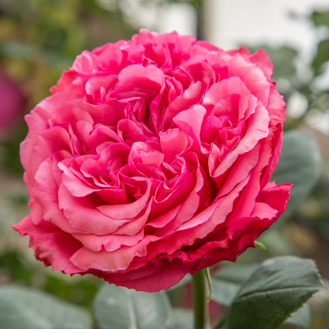 Pink Roses Not Fluffed Loves Me, Loves Me Not – Antique Rose Emporium
