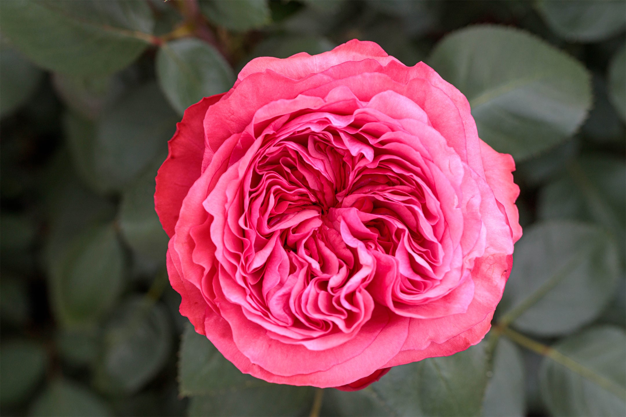 Rose Not Out Roses Loves Me, Loves Me Not – Antique Rose Emporium