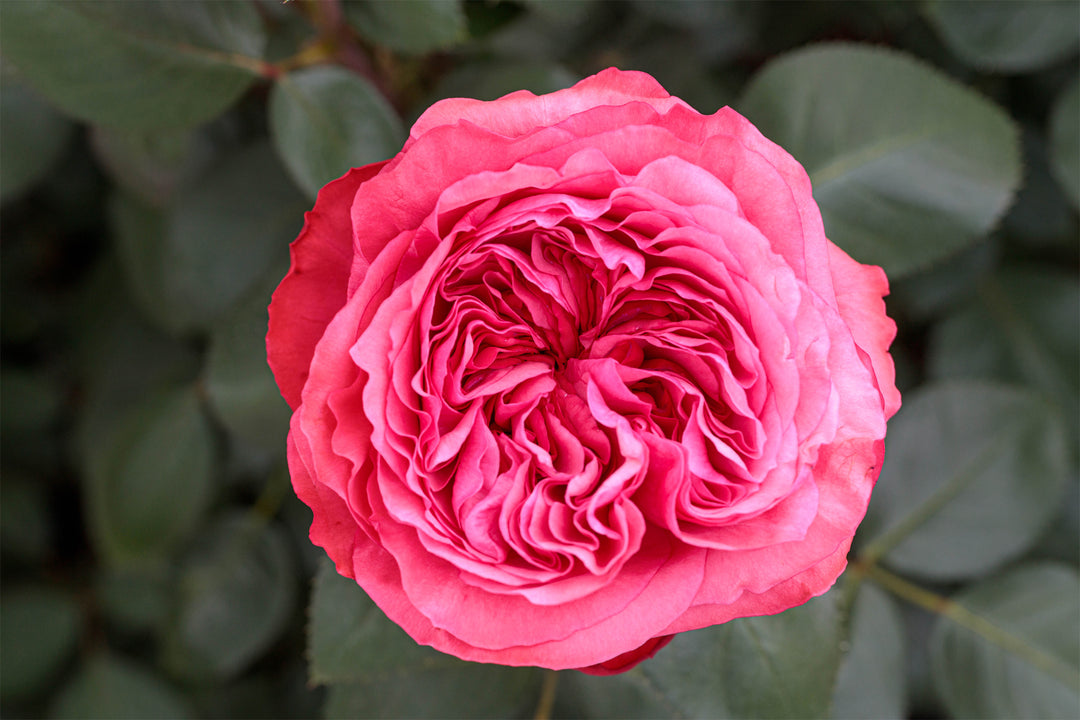 Close-up overhead shot of pink rose called Loves Me Loves Me Not with blurred green leaves in the background.