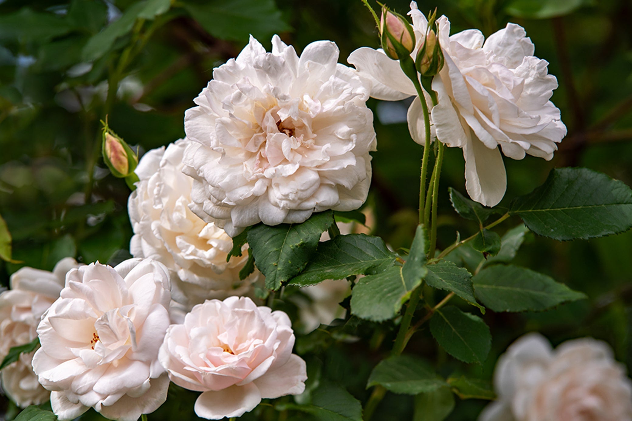 Madame-Alfred-Carriere-white-