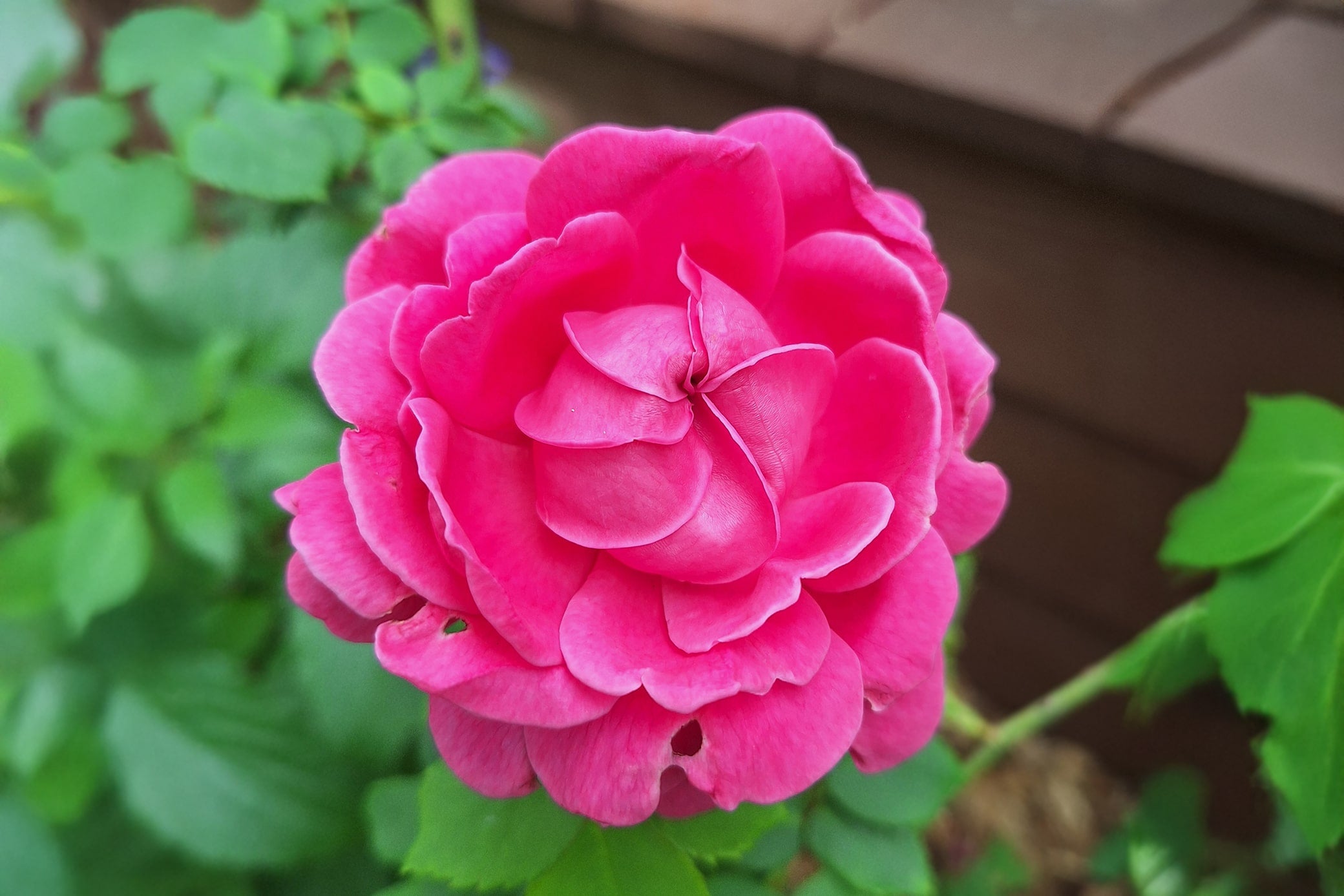 Madame Isaac Pereire – Antique Rose Emporium
