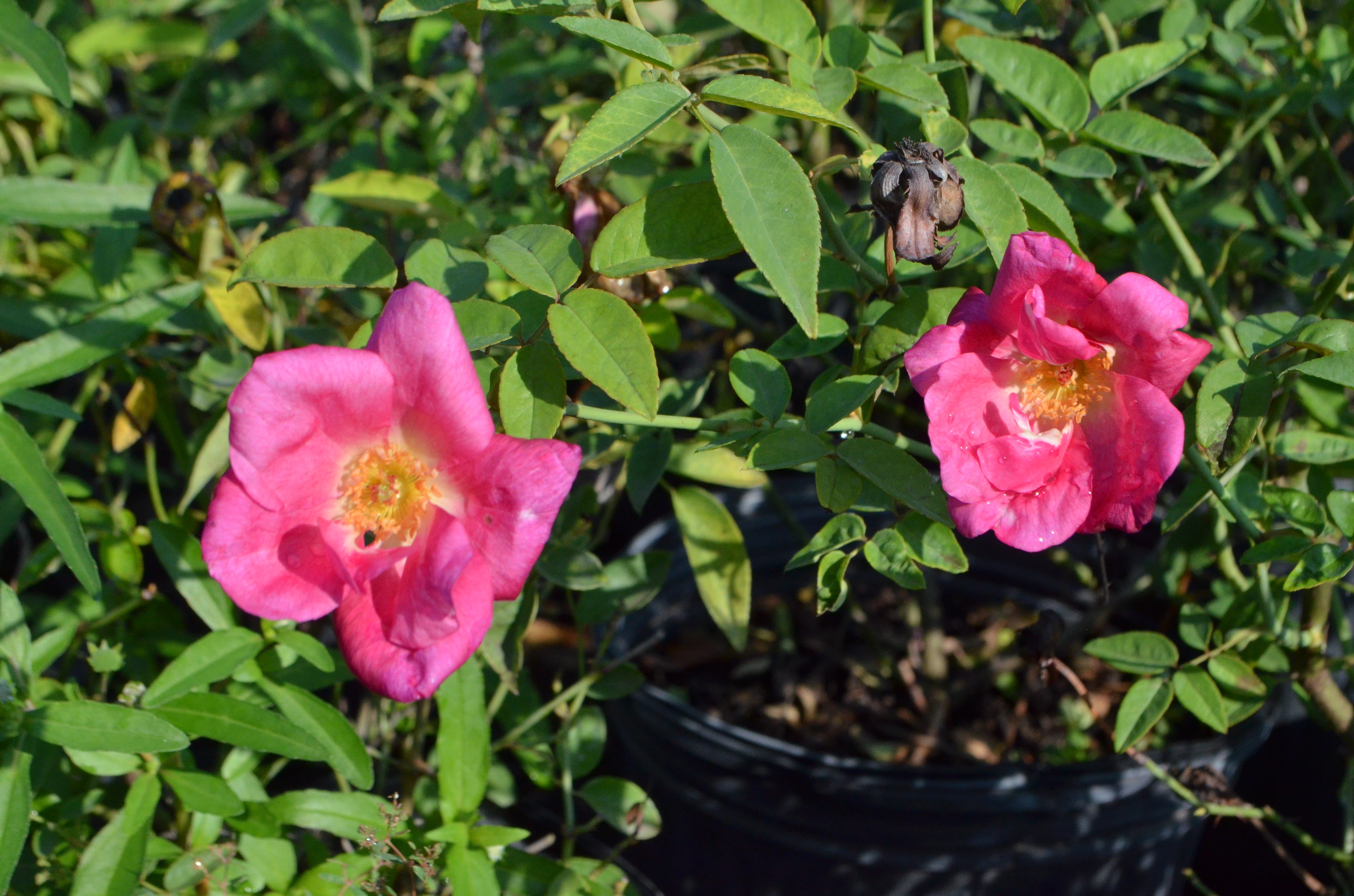 Madame Antoine Rebe – Antique Rose Emporium