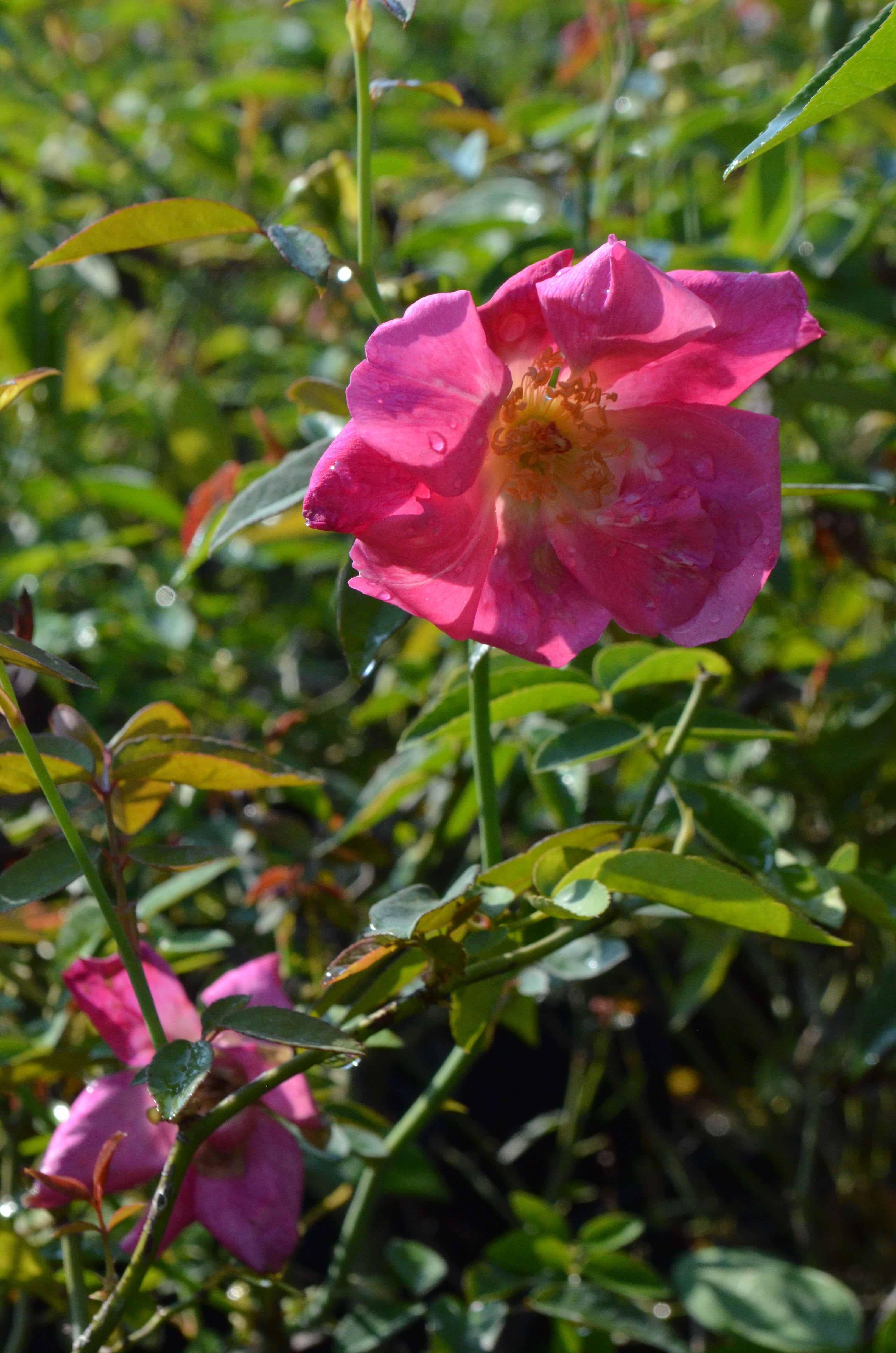 Madame Antoine Rebe – Antique Rose Emporium