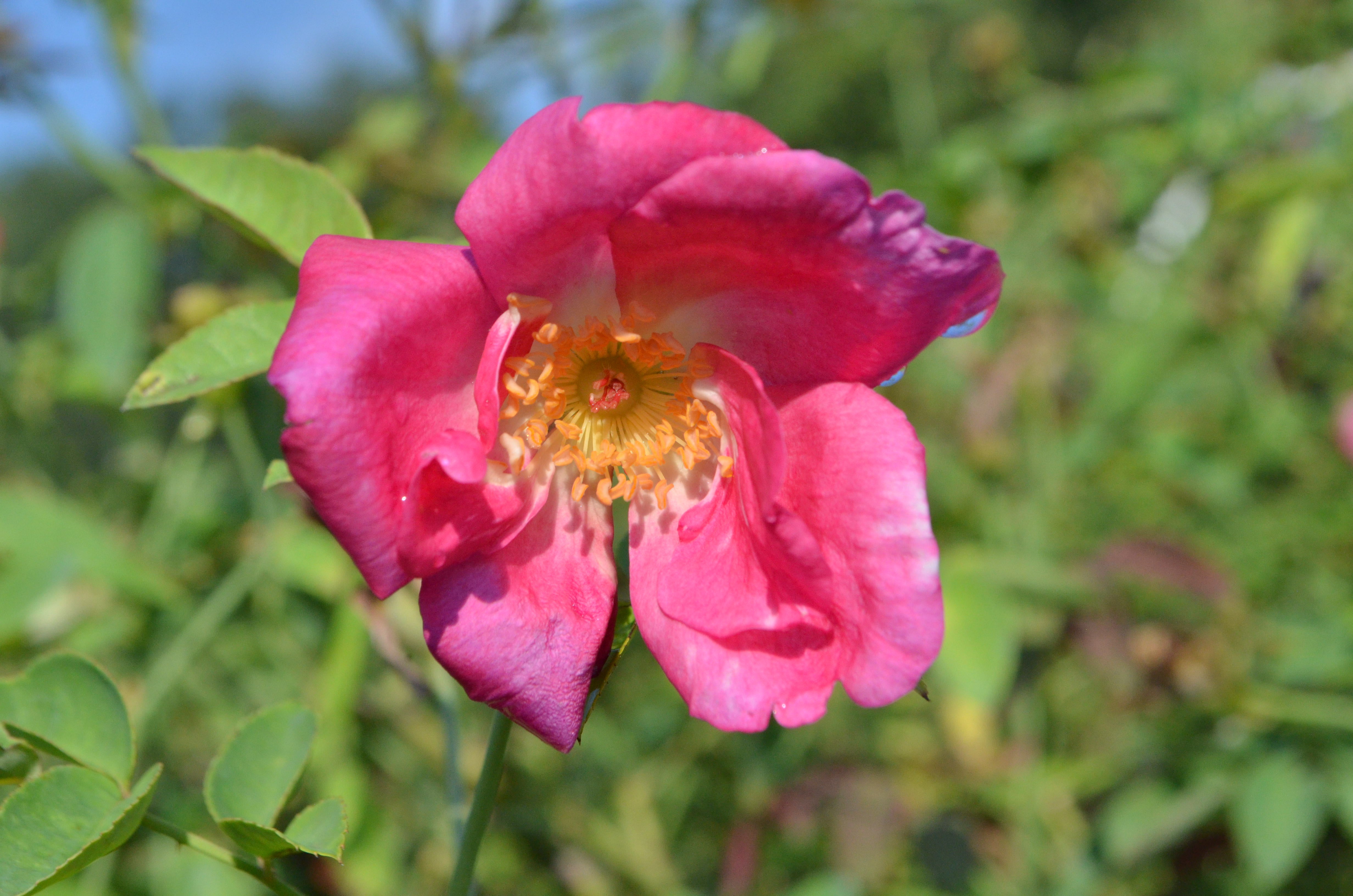 Madame Antoine Rebe – Antique Rose Emporium