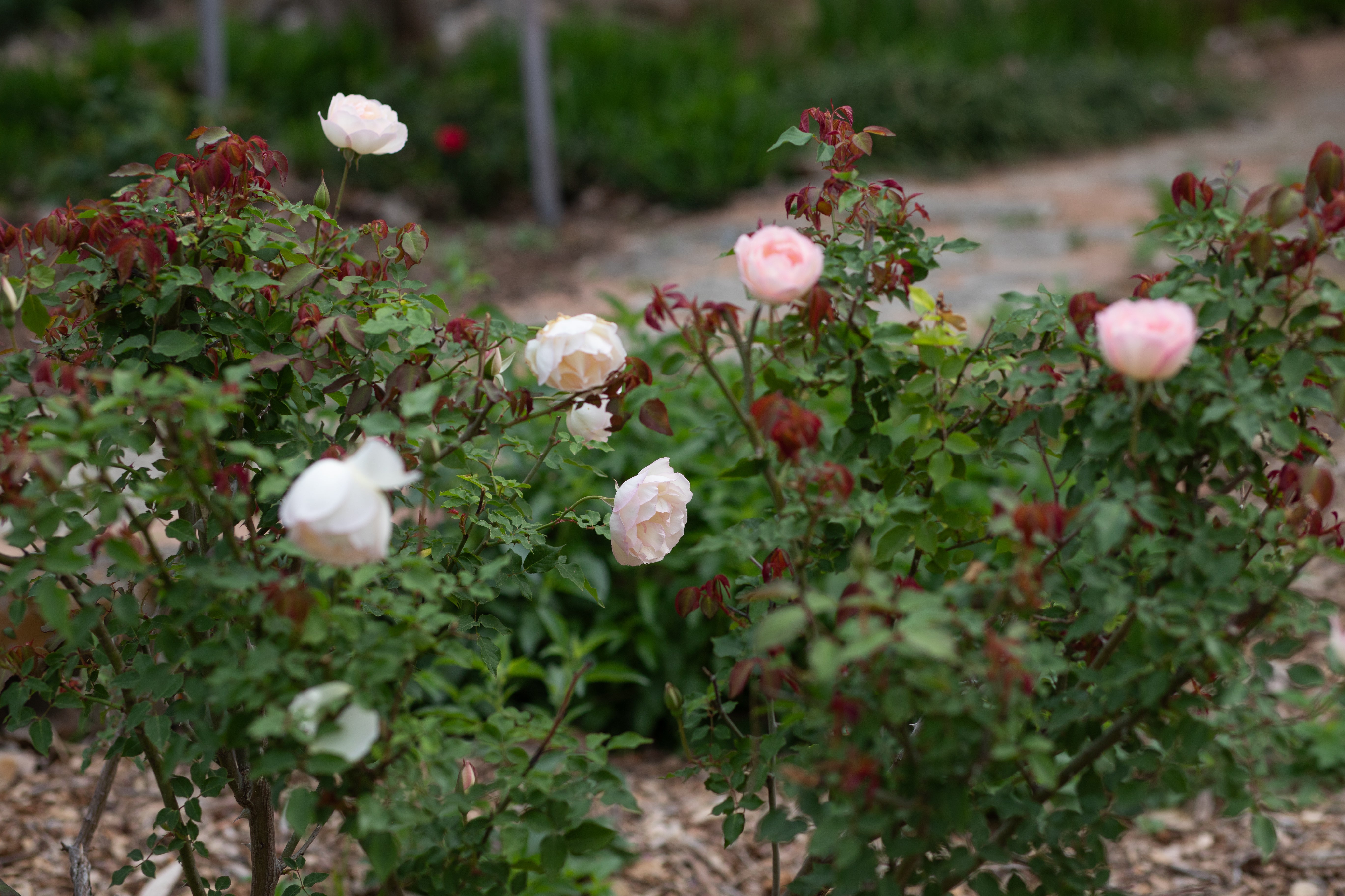 Madame Joseph Schwartz – Antique Rose Emporium