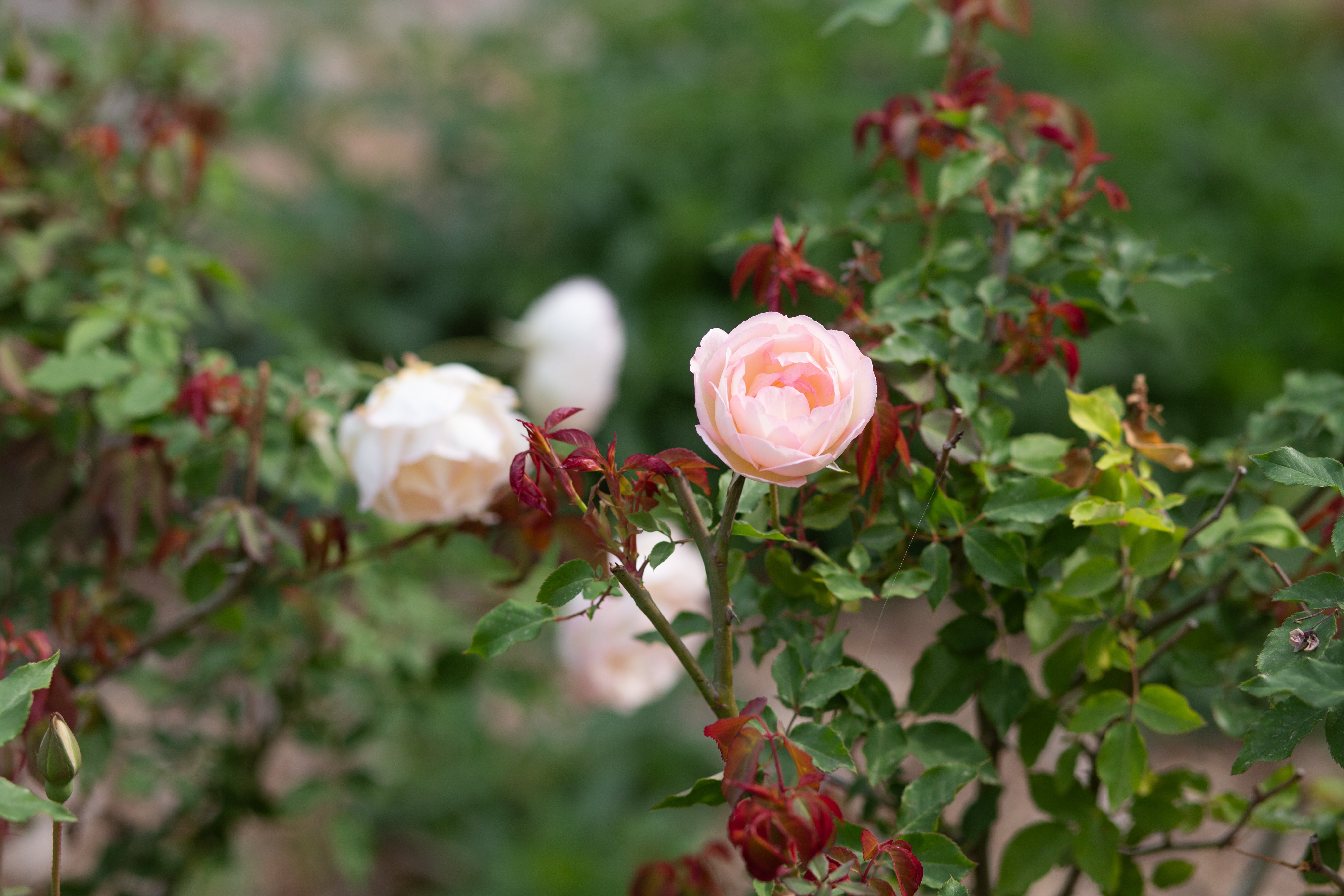 専用ページROSE☆ROSE様 大人可愛いオーダー Madame Joseph Schwartz – Antique Rose Emporium