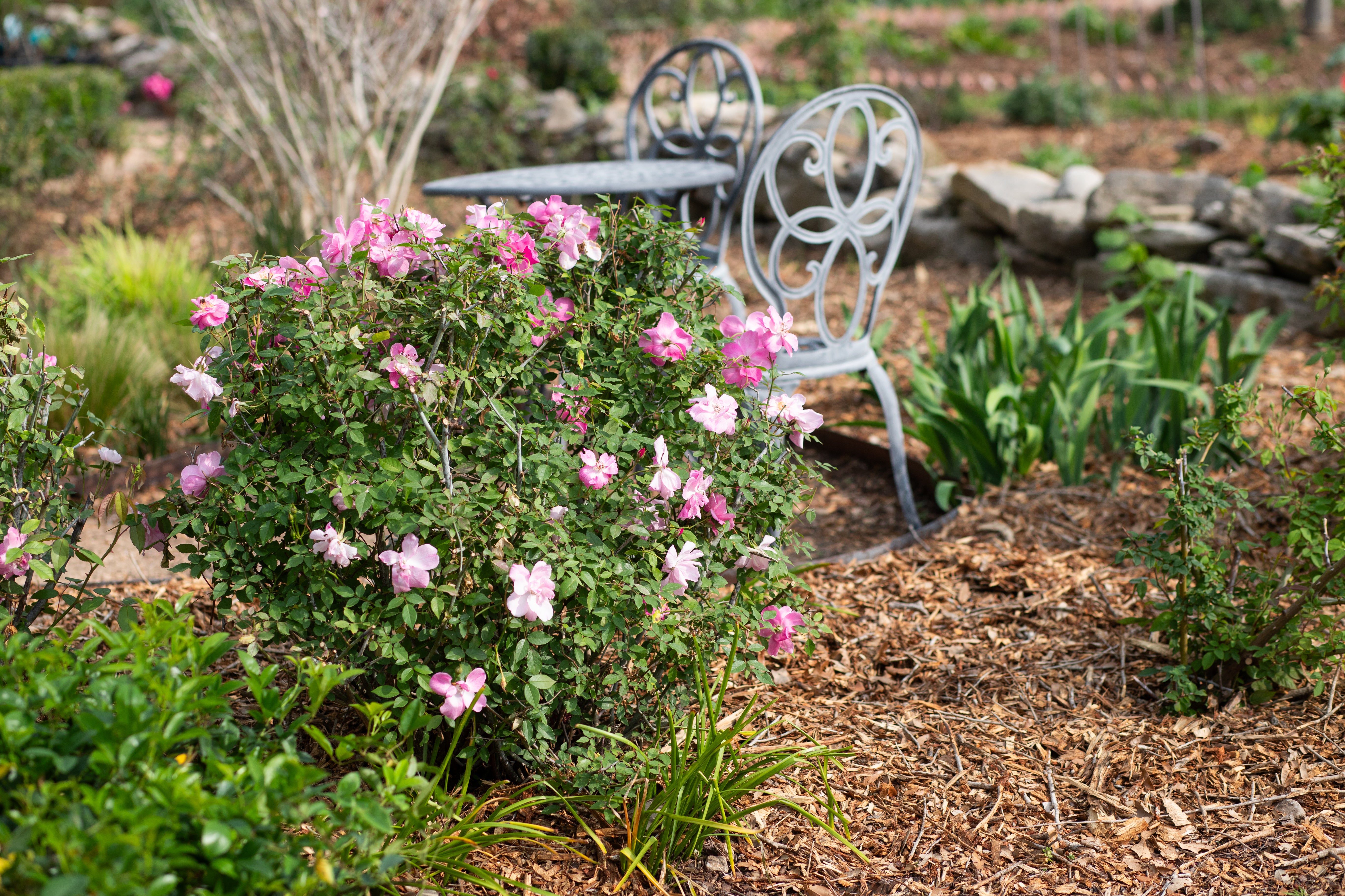 ローズマリー Madame Laurette Messimy – Antique Rose Emporium