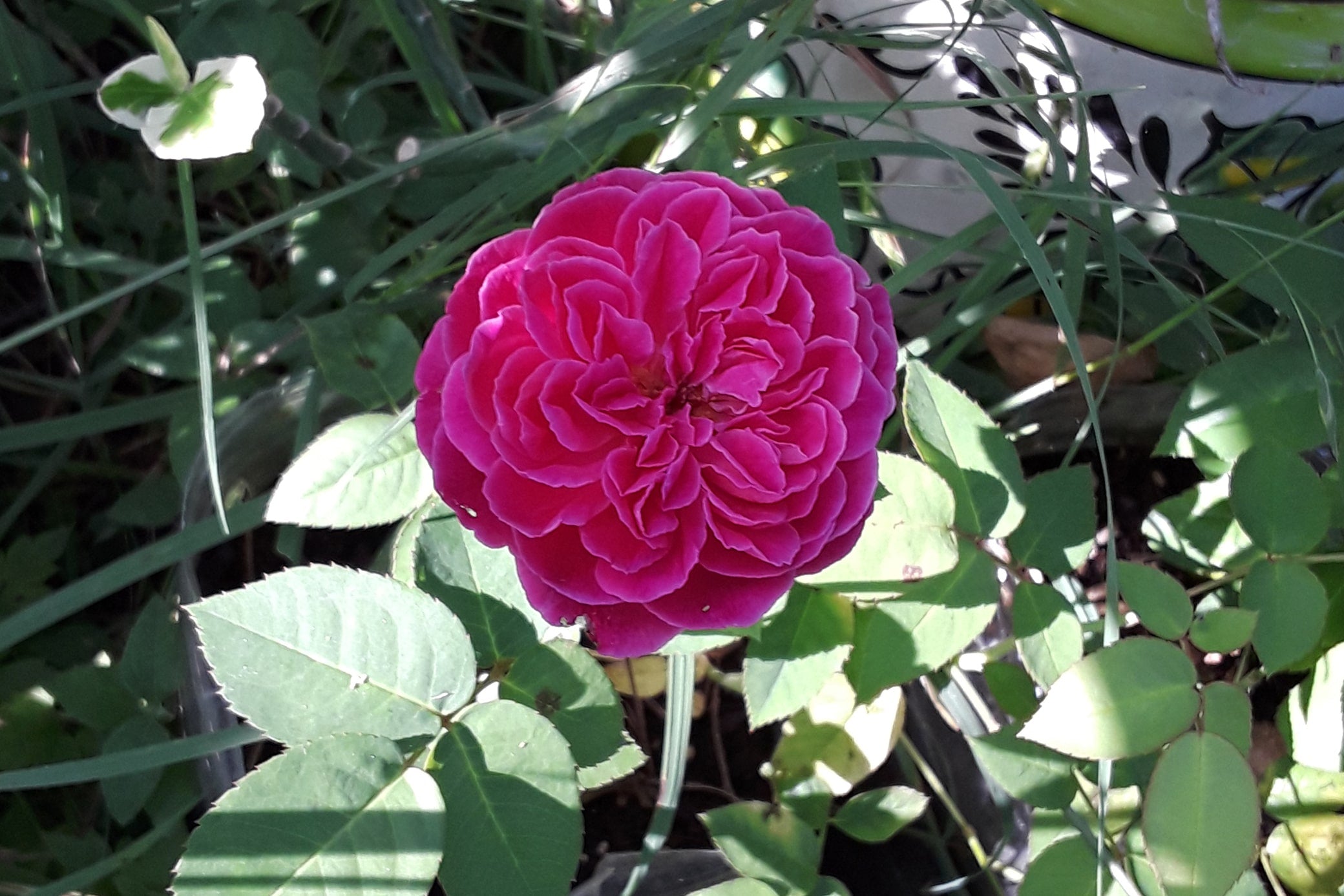 Maggie – Antique Rose Emporium