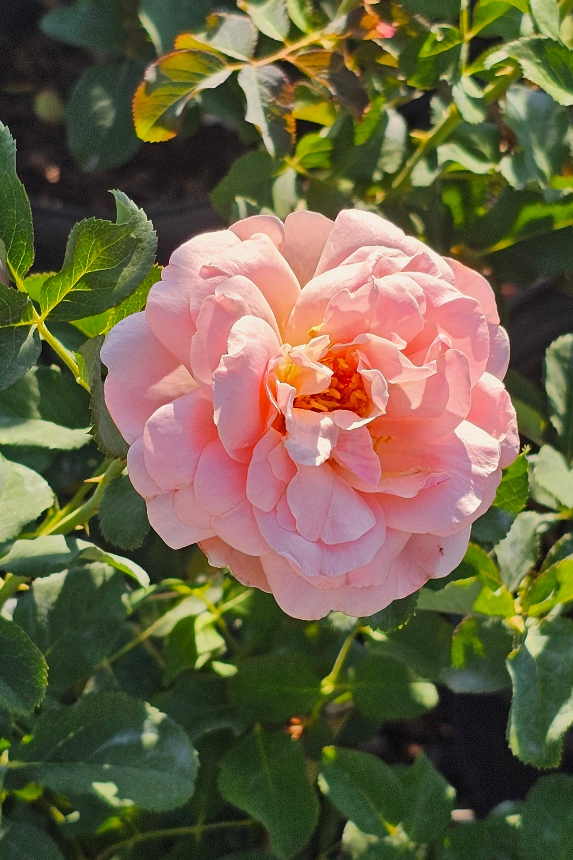 Zone 4 – Antique Rose Emporium