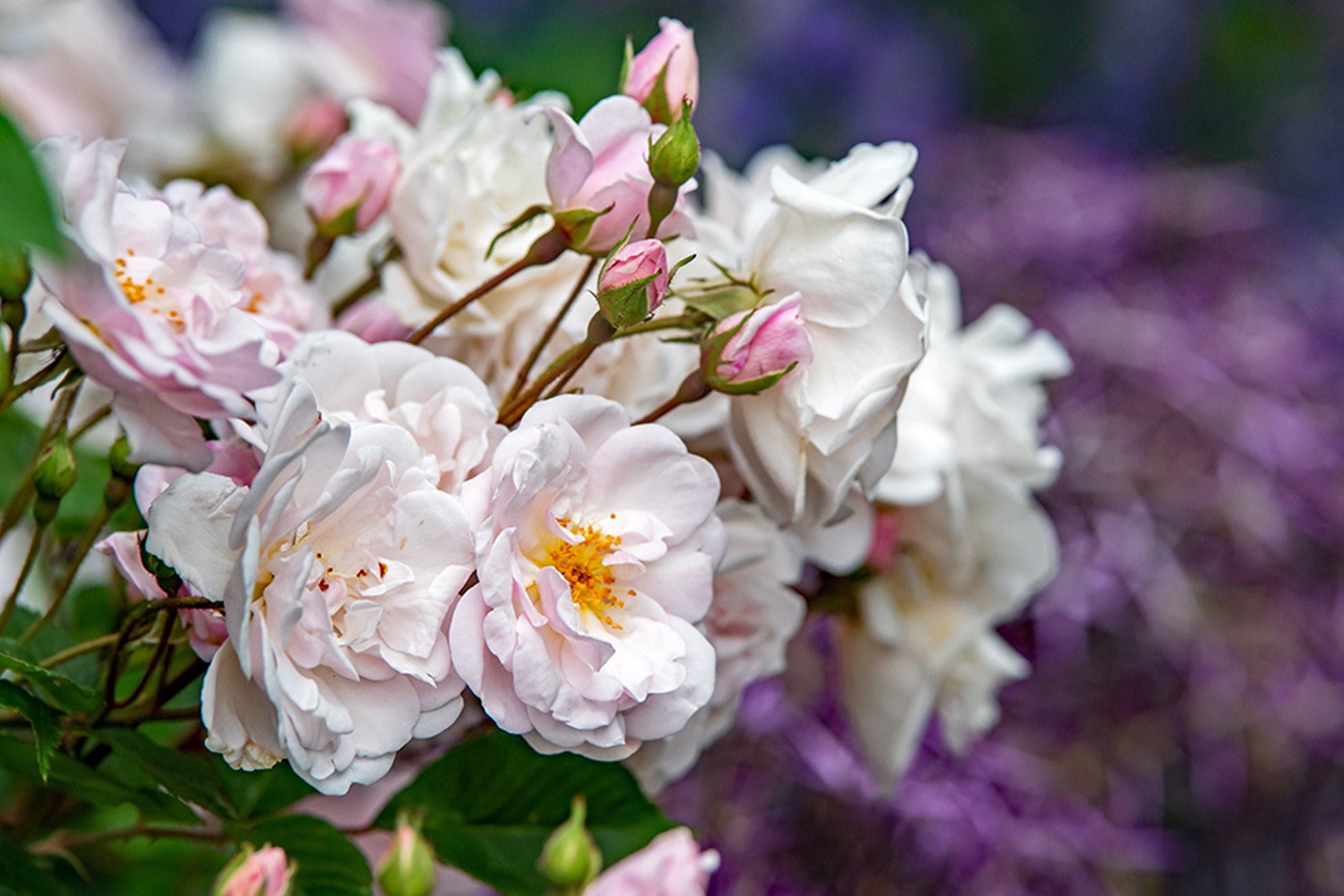 In Stock Roses – Page 2 – Antique Rose Emporium