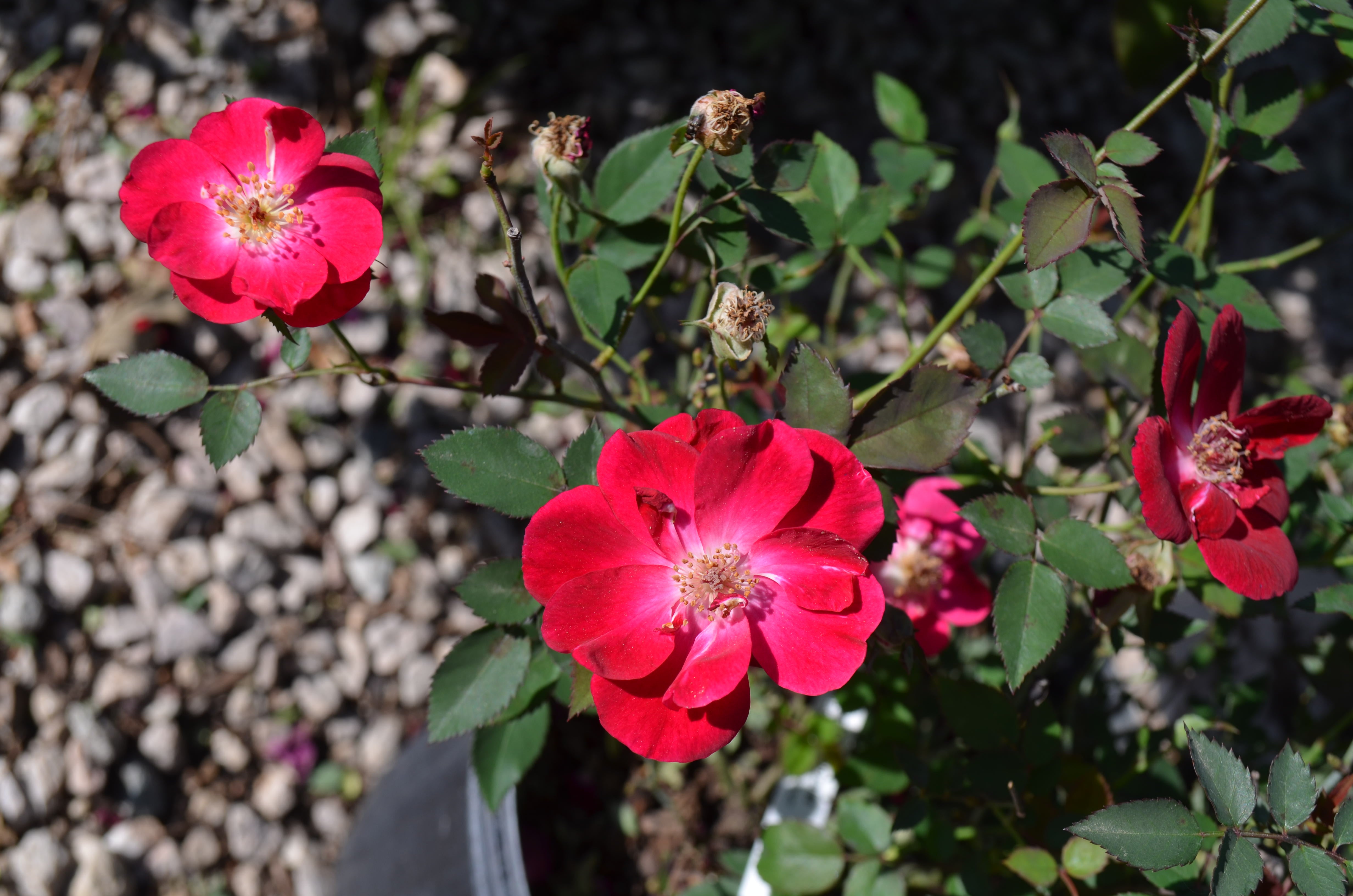 Misha&Puff ロンギース アンティークローズ 0-6m Martha Gonzales – Antique Rose Emporium