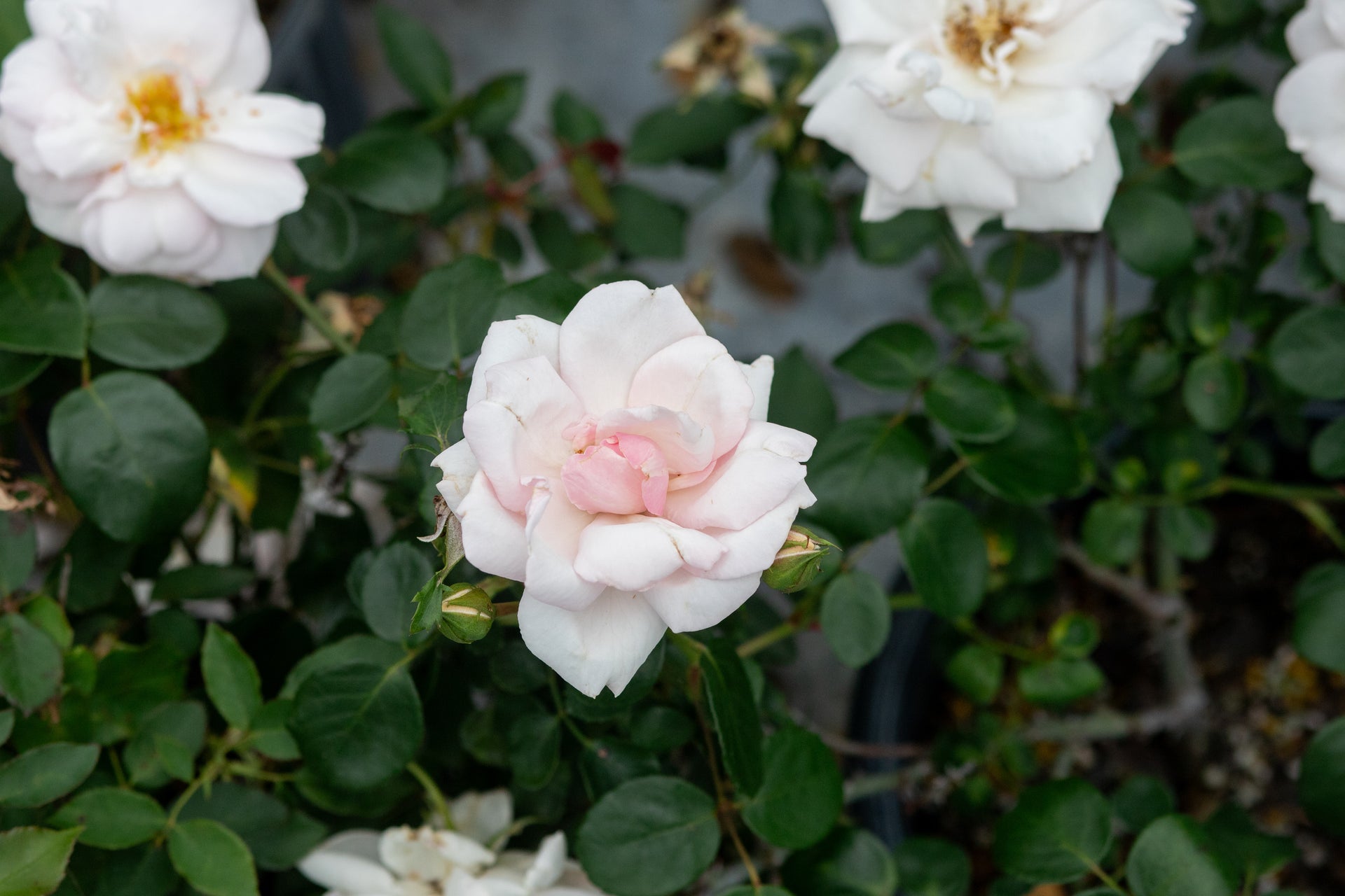 belle plants Minnie Belle – Antique Rose Emporium
