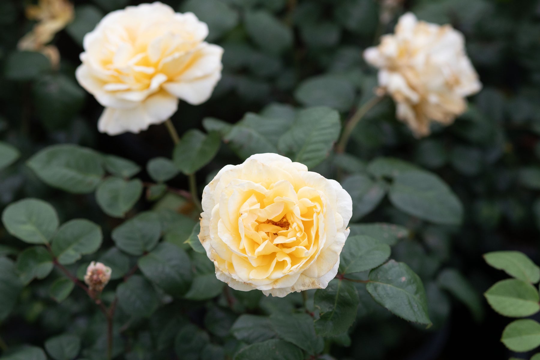 Moonlight Country Roses Moonlight Romantica – Antique Rose Emporium