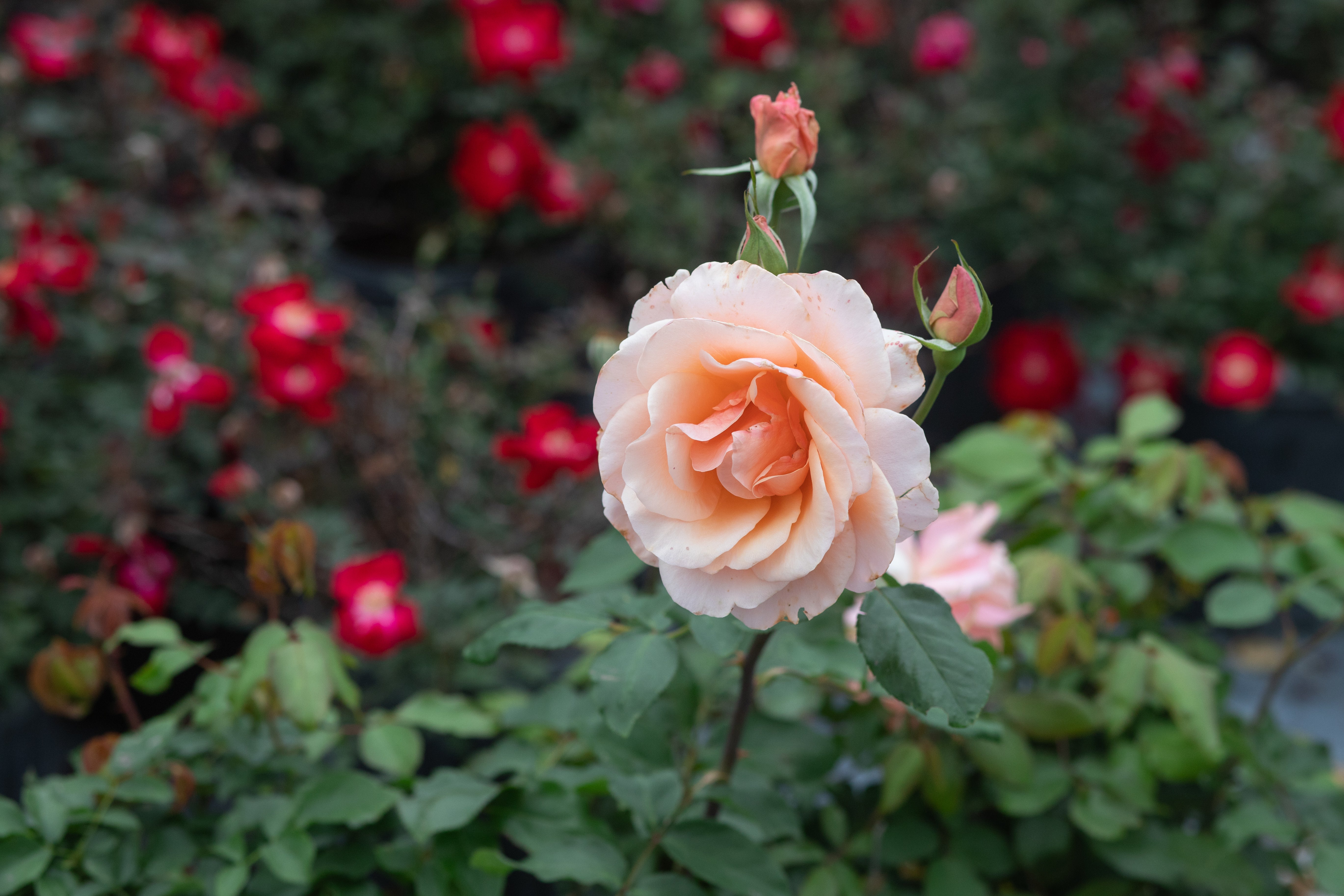 Mother of Pearl® – Antique Rose Emporium
