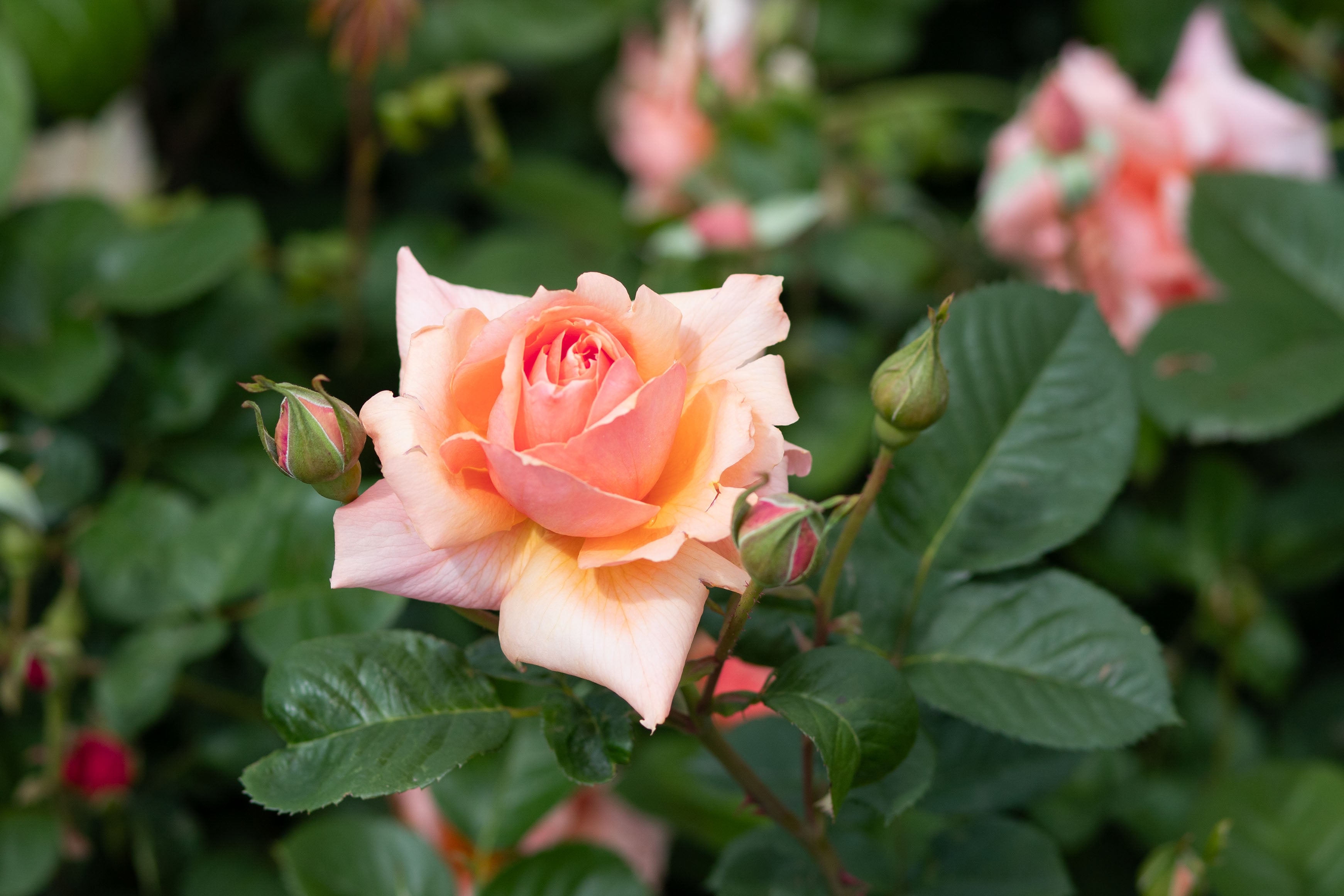 Mother of Pearl® – Antique Rose Emporium