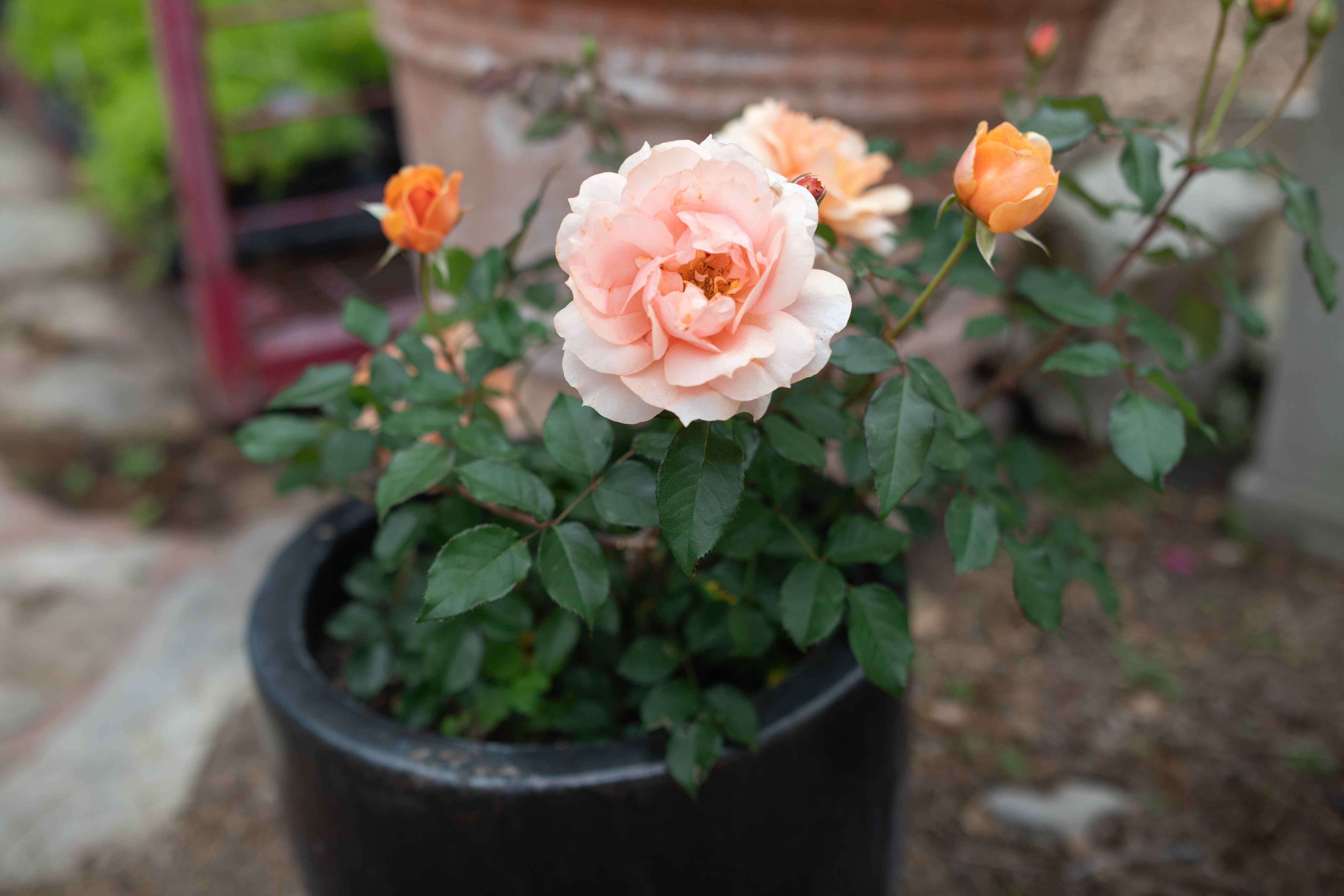 Mother of Pearl® – Antique Rose Emporium