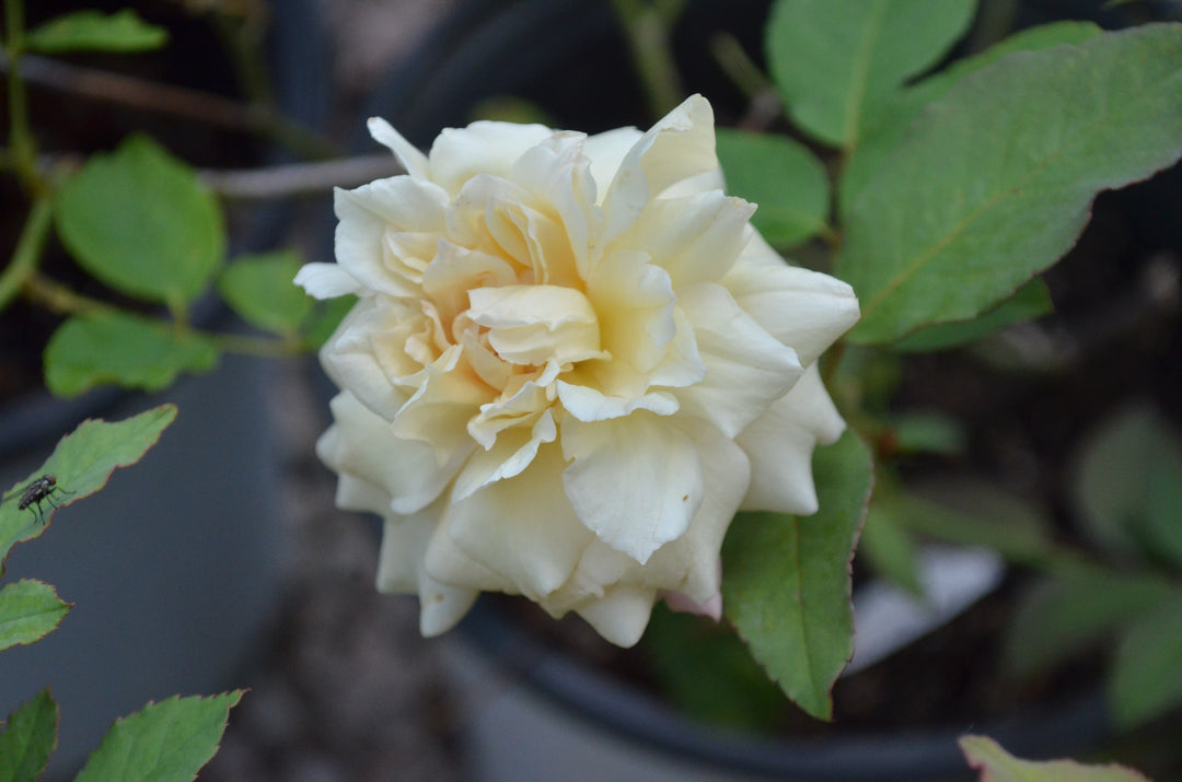 Mrs. Dudley Cross