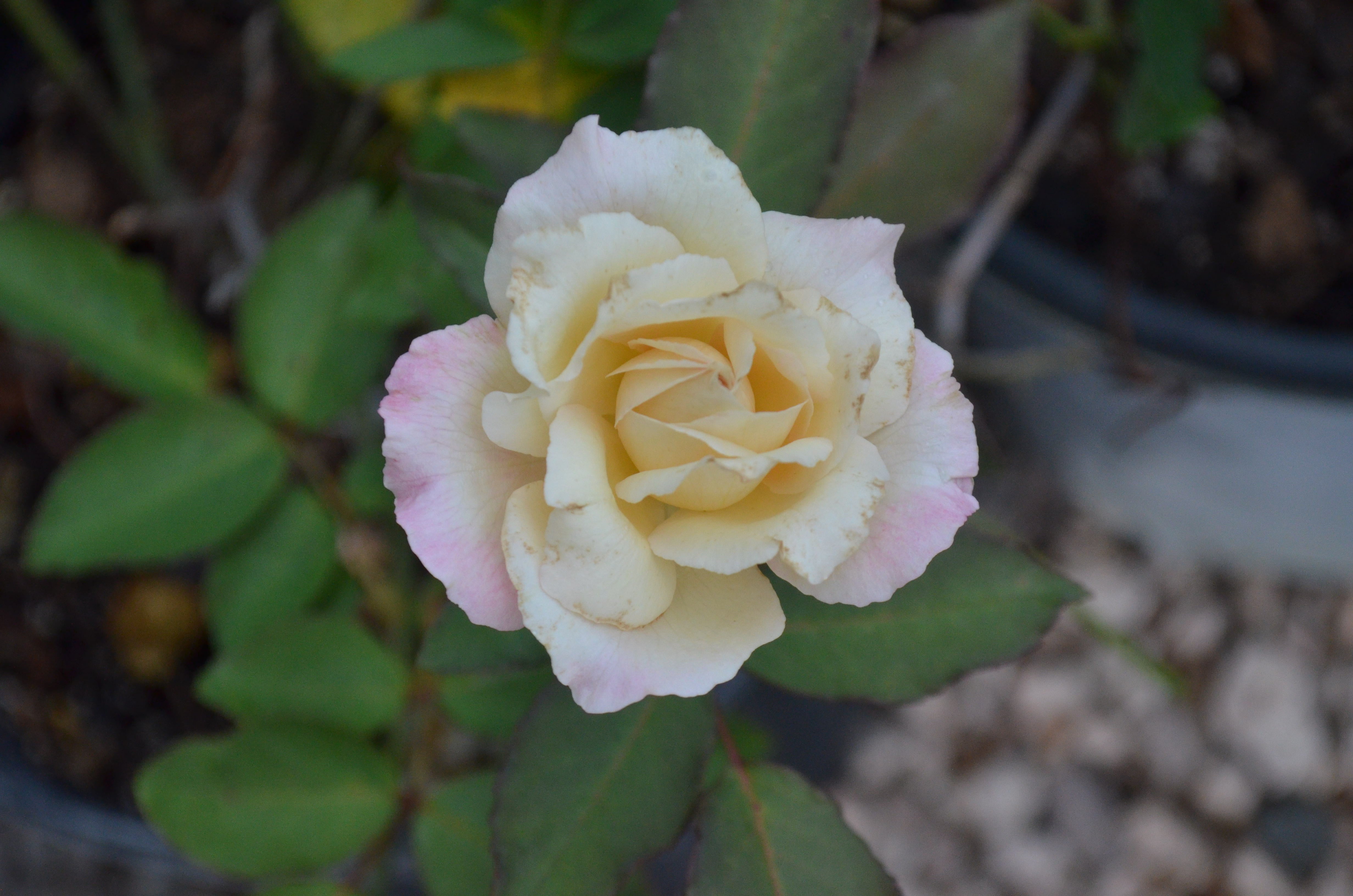 Mrs. Dudley Cross – Antique Rose Emporium