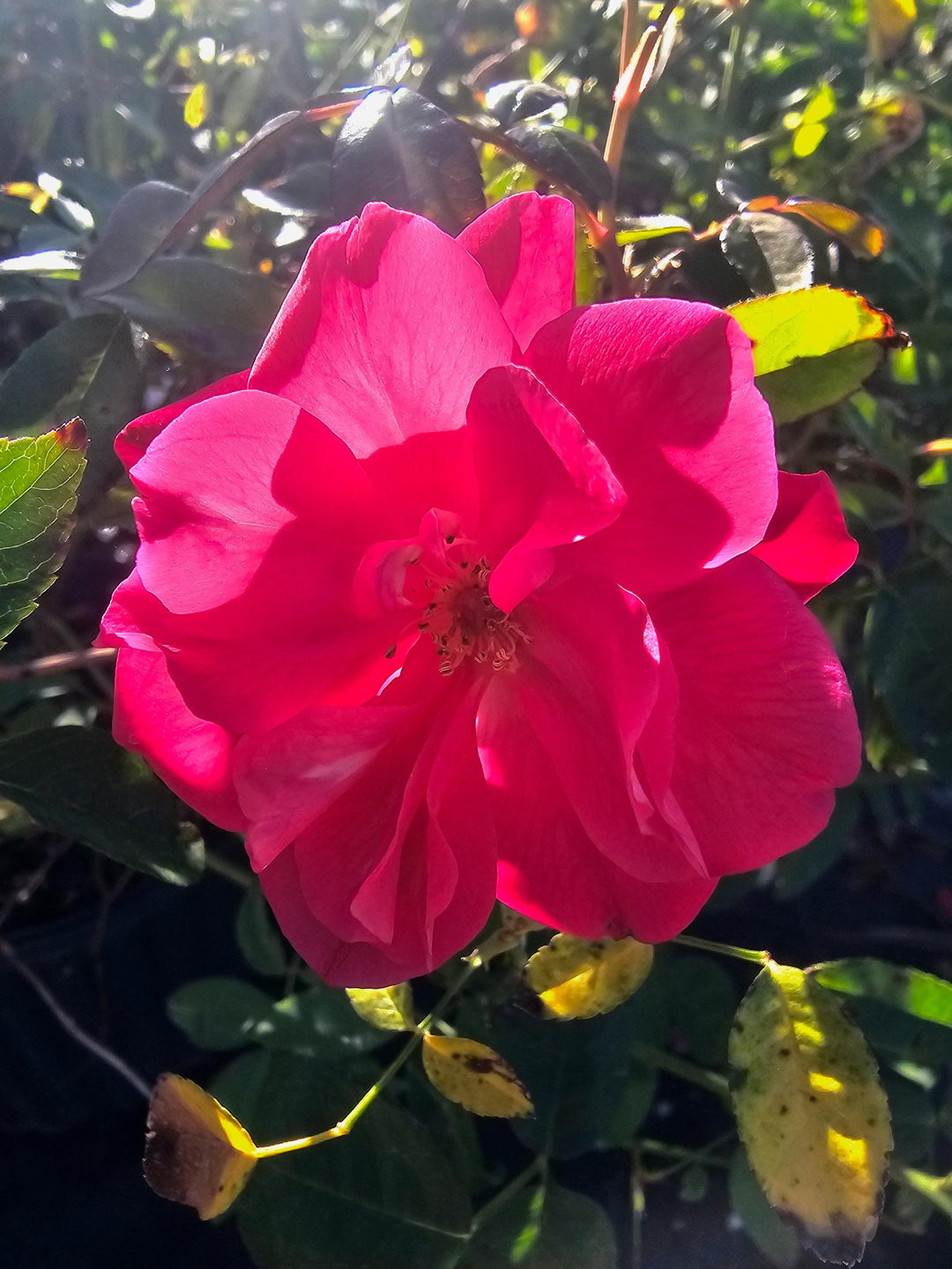 Mutabilis - Butterfly Rose | 6ft Rose Bush – Antique Rose Emporium
