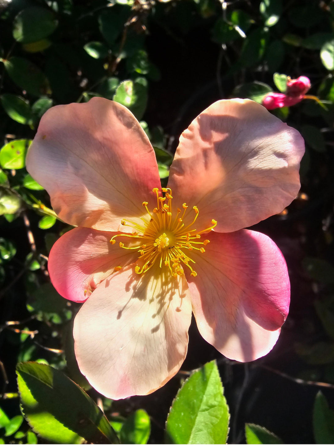 Mutabilis - Butterfly Rose | 6ft Rose Bush – Antique Rose Emporium
