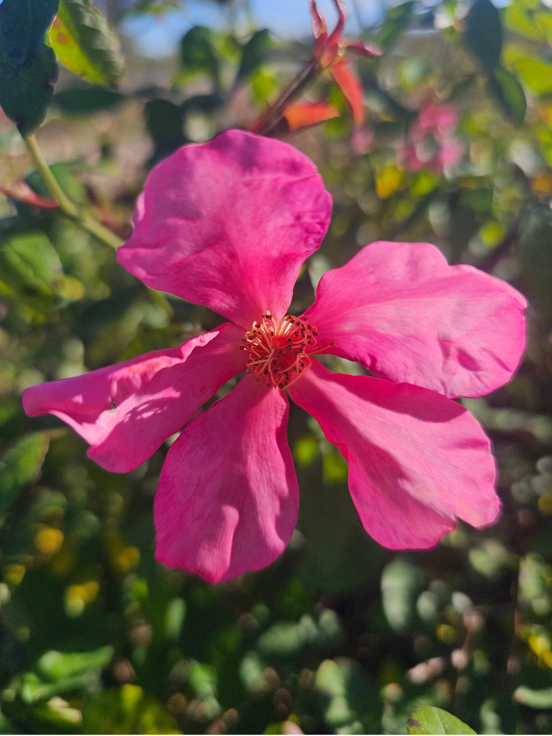 Mutabilis - Butterfly Rose | 6ft Rose Bush – Antique Rose Emporium
