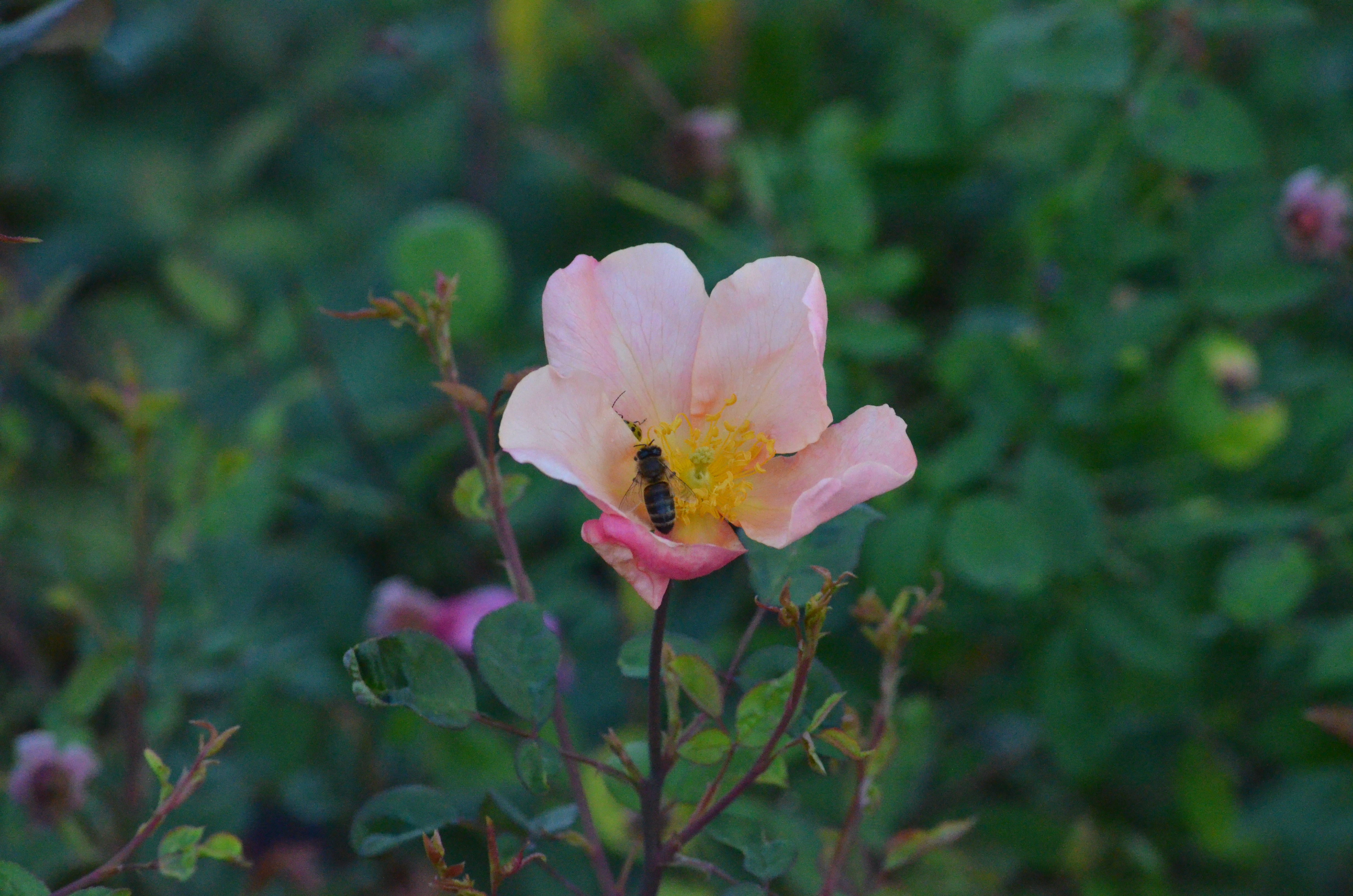Yellow – Antique Rose Emporium